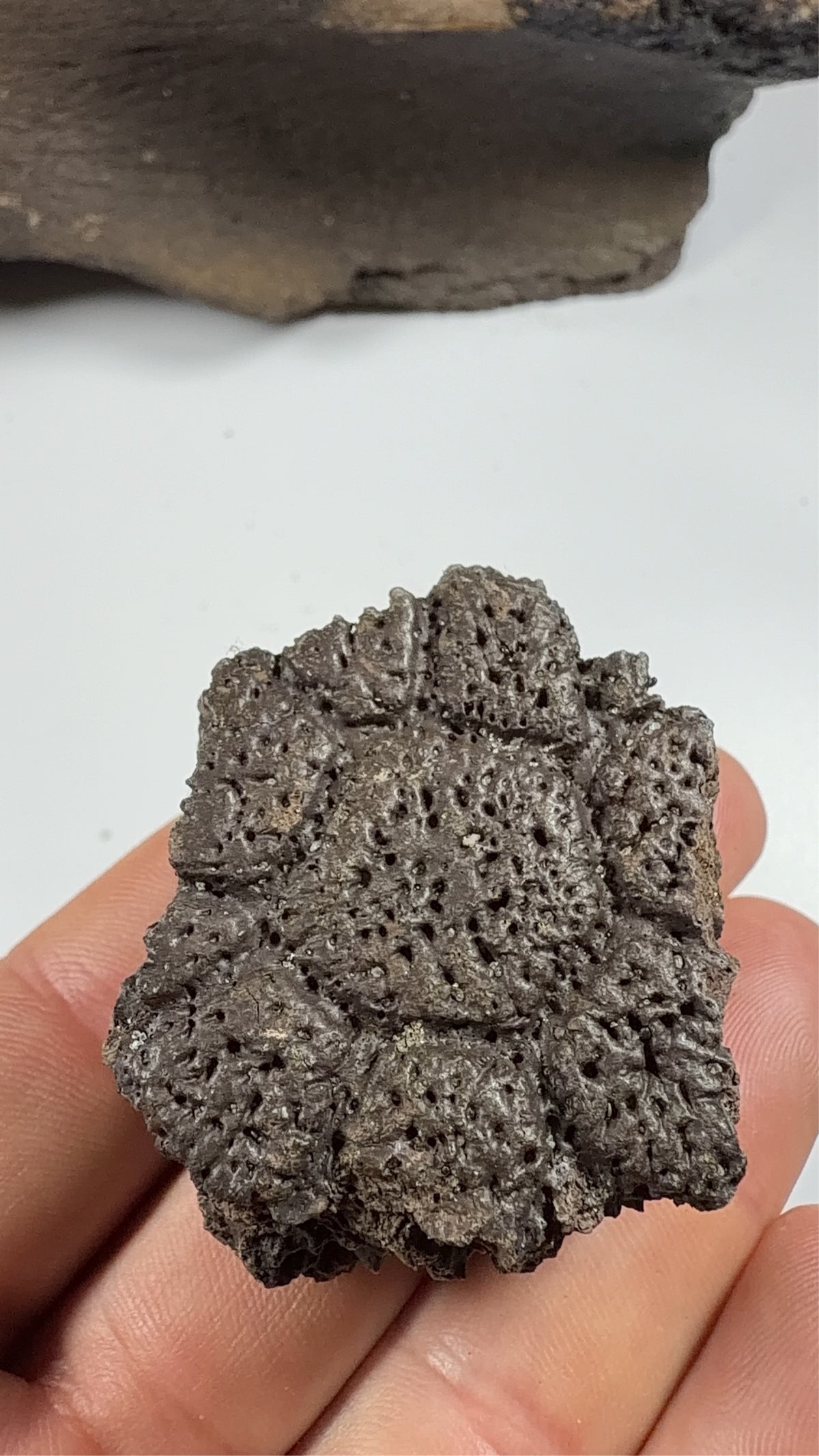 Fossil glyptodont scute held in hand - EDI-86