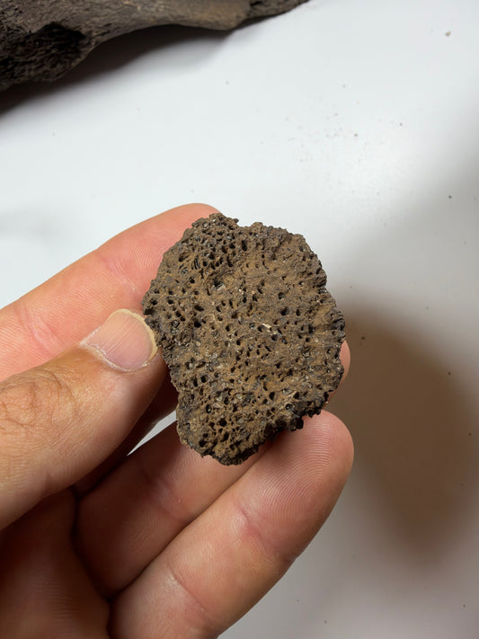 Budget fossil glyptodont scute - EDI-87