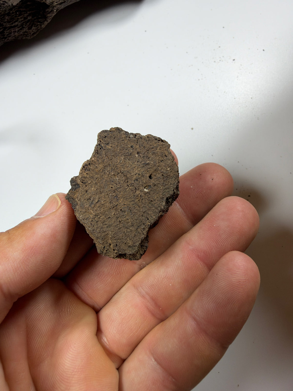 Underside of fossil glyptodont scute - EDI-87