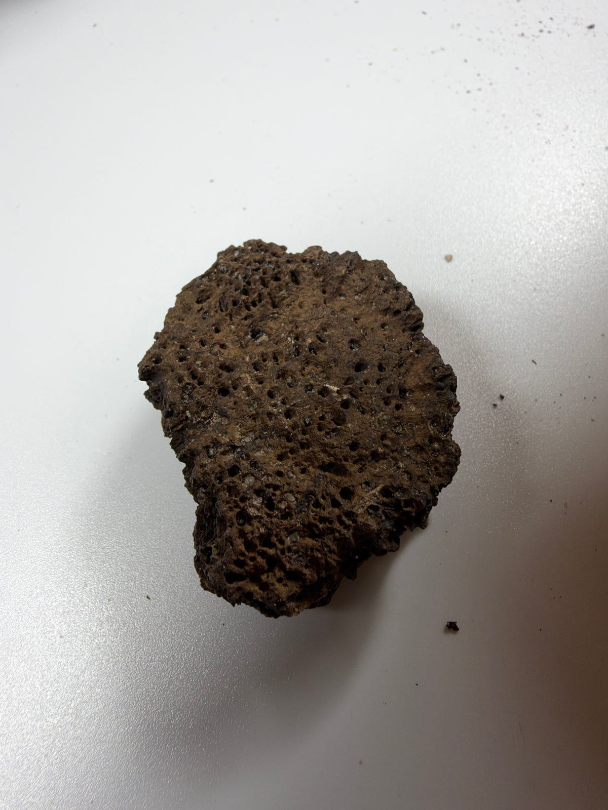 Fossil glyptodont scute flat view - EDI-87