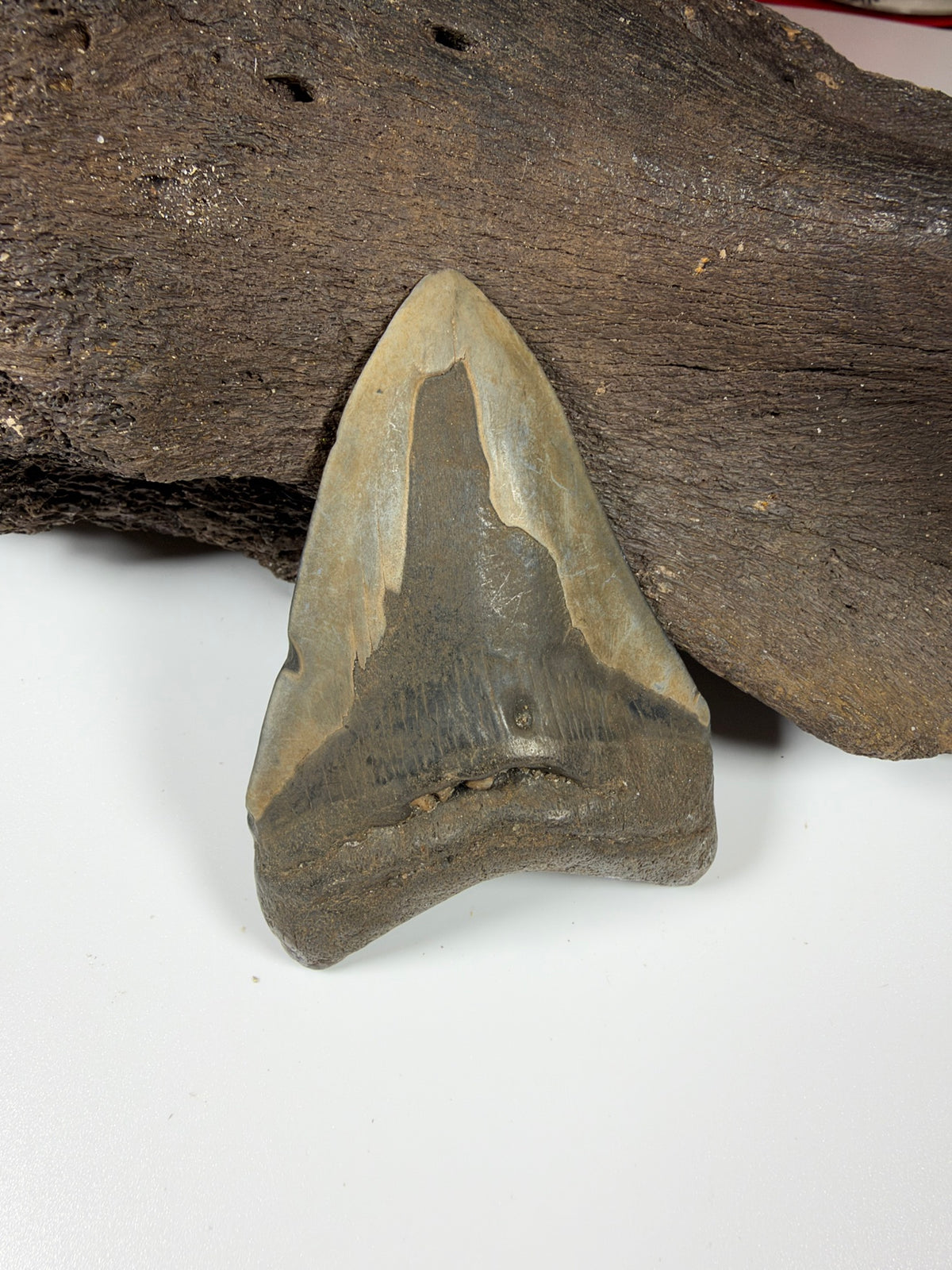 Back of megalodon tooth with enamel peel detail - Peace River FL fossil EDI-20