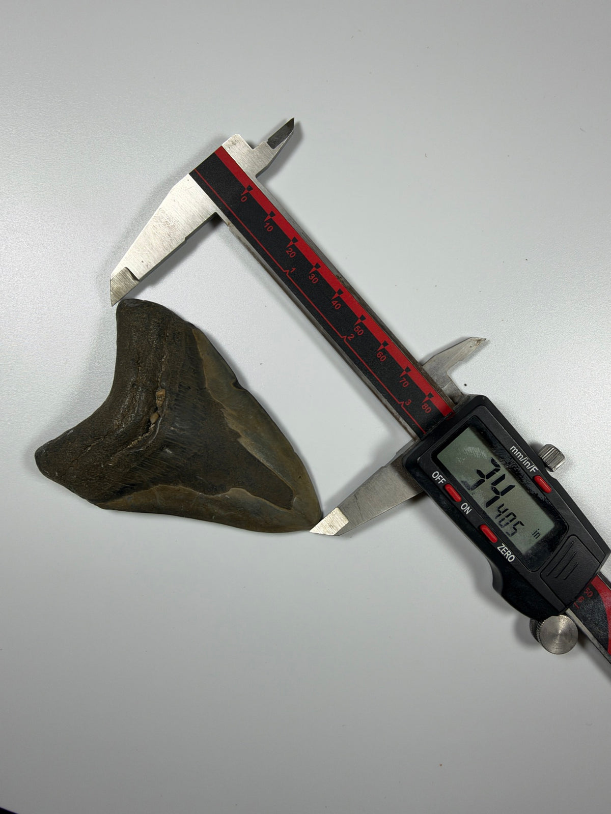 Digital caliper measuring megalodon tooth at 3.44 inches - EDI-20