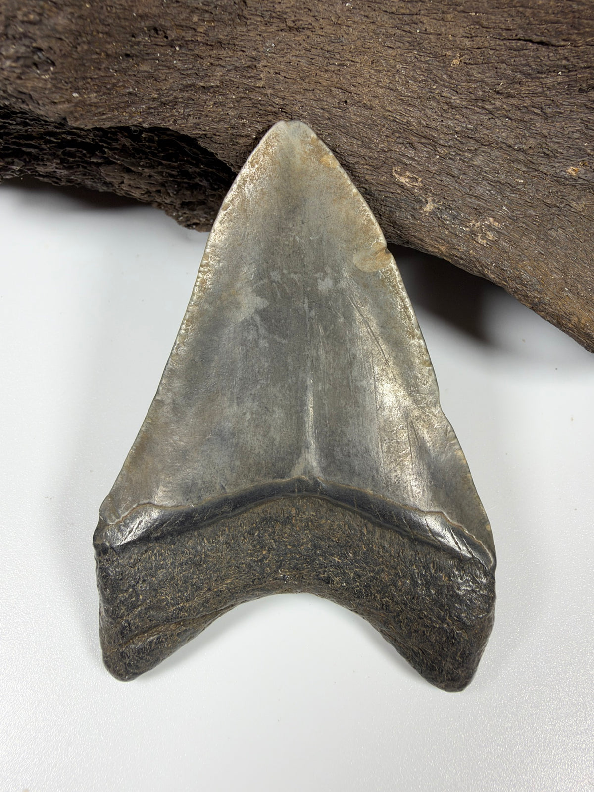 Megalodon shark tooth 3.44 inches front view, genuine Peace River fossil Florida - EDI-20