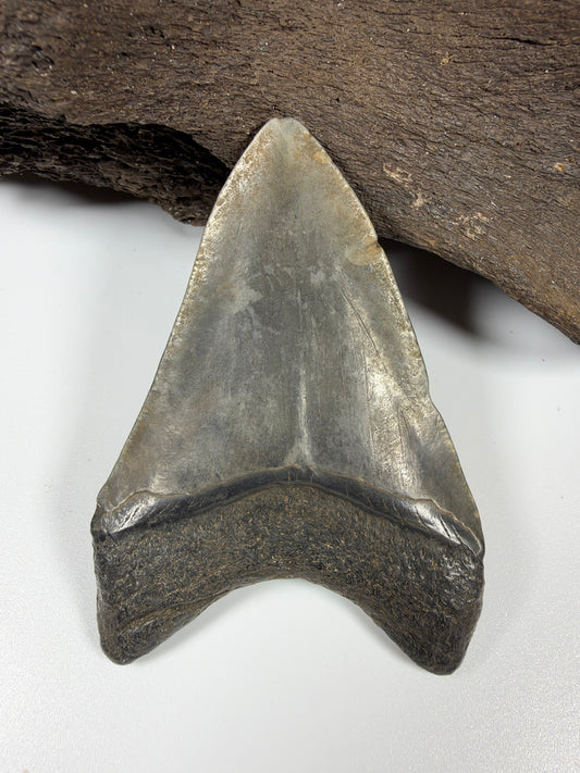 Megalodon shark tooth 3.44 inches front view, genuine Peace River fossil Florida - EDI-20