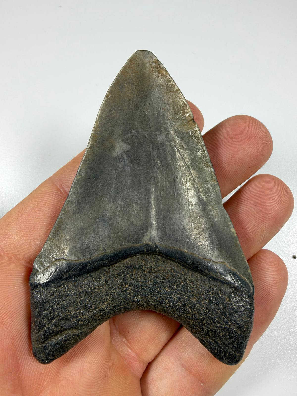Megalodon tooth front held in hand showing size - 3.44 inch fossil EDI-20