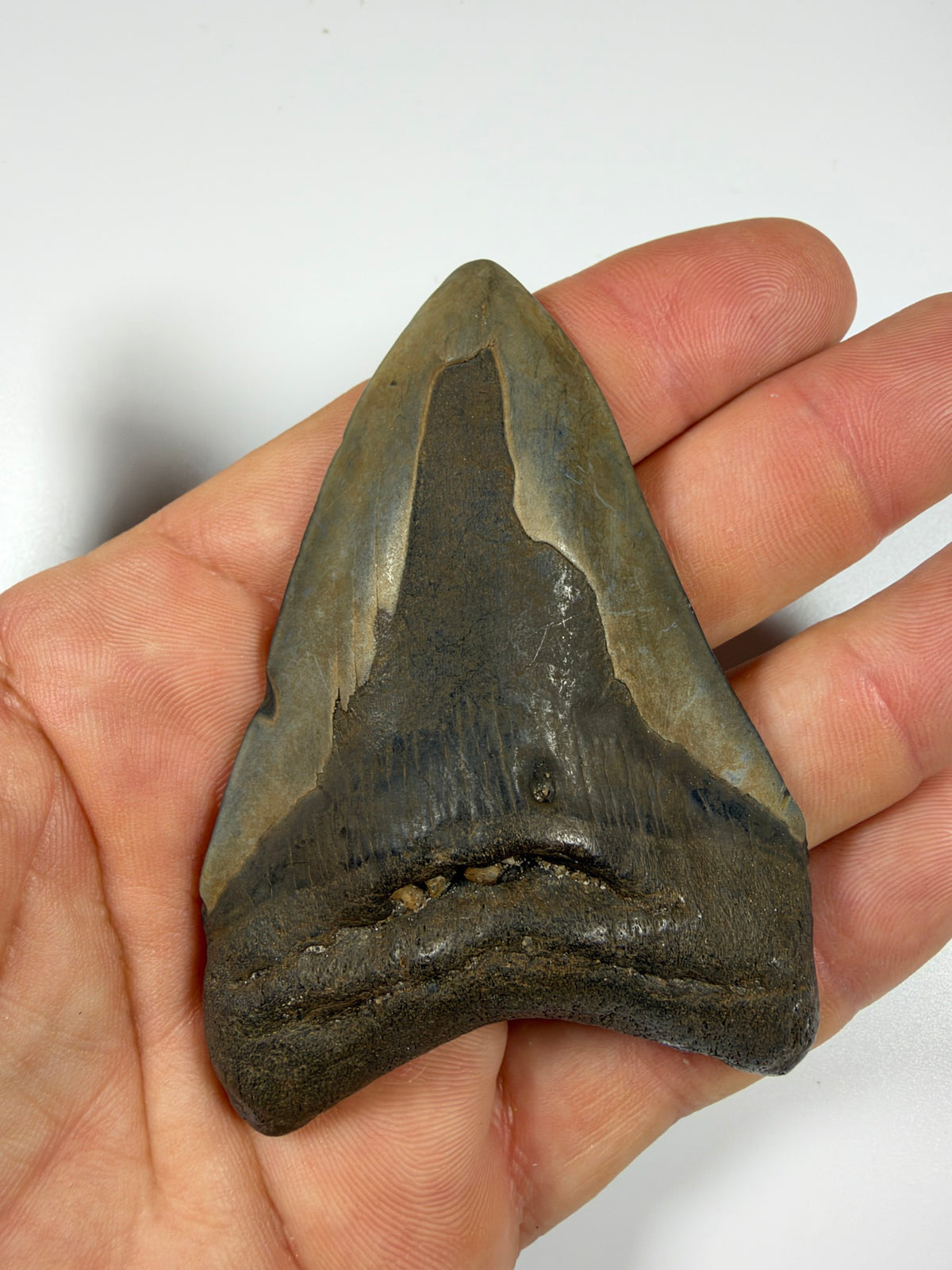 Back of megalodon tooth showing natural enamel peel held in hand - EDI-20