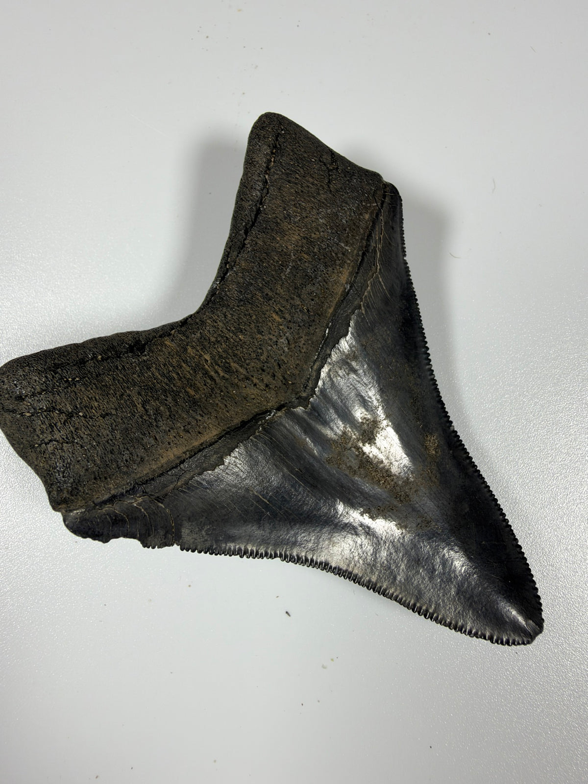 Megalodon shark tooth 3.15 inches showing sharp serrations, high quality Peace River fossil - EDI-36