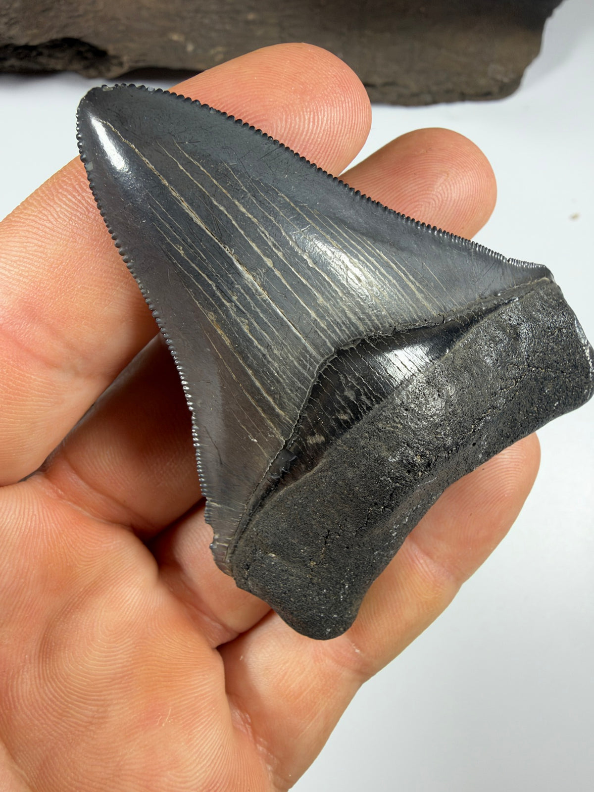 Close-up of megalodon tooth enamel shine and striations - EDI-36