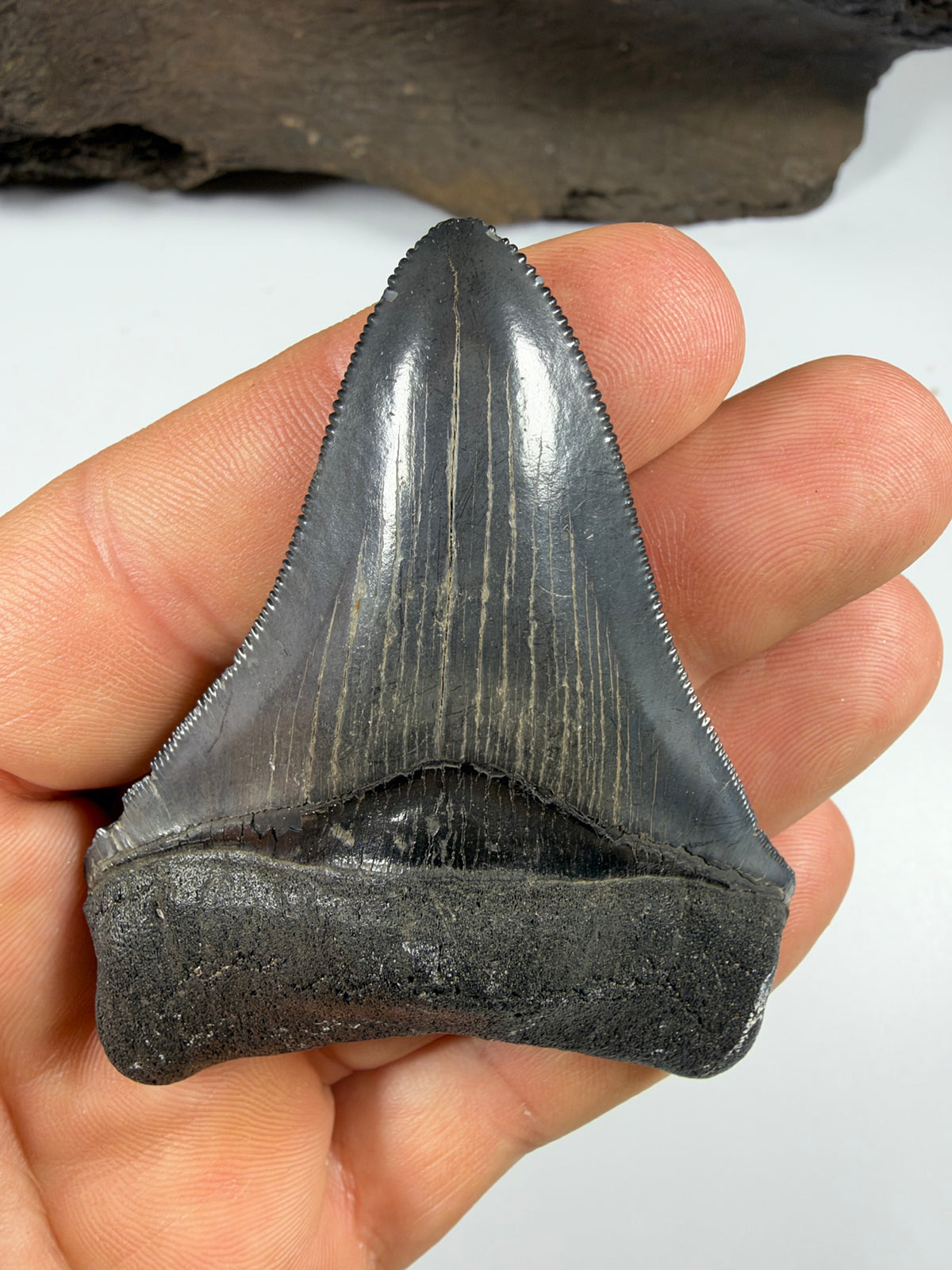 Megalodon tooth held in hand showing size - 3.15 inch fossil EDI-36