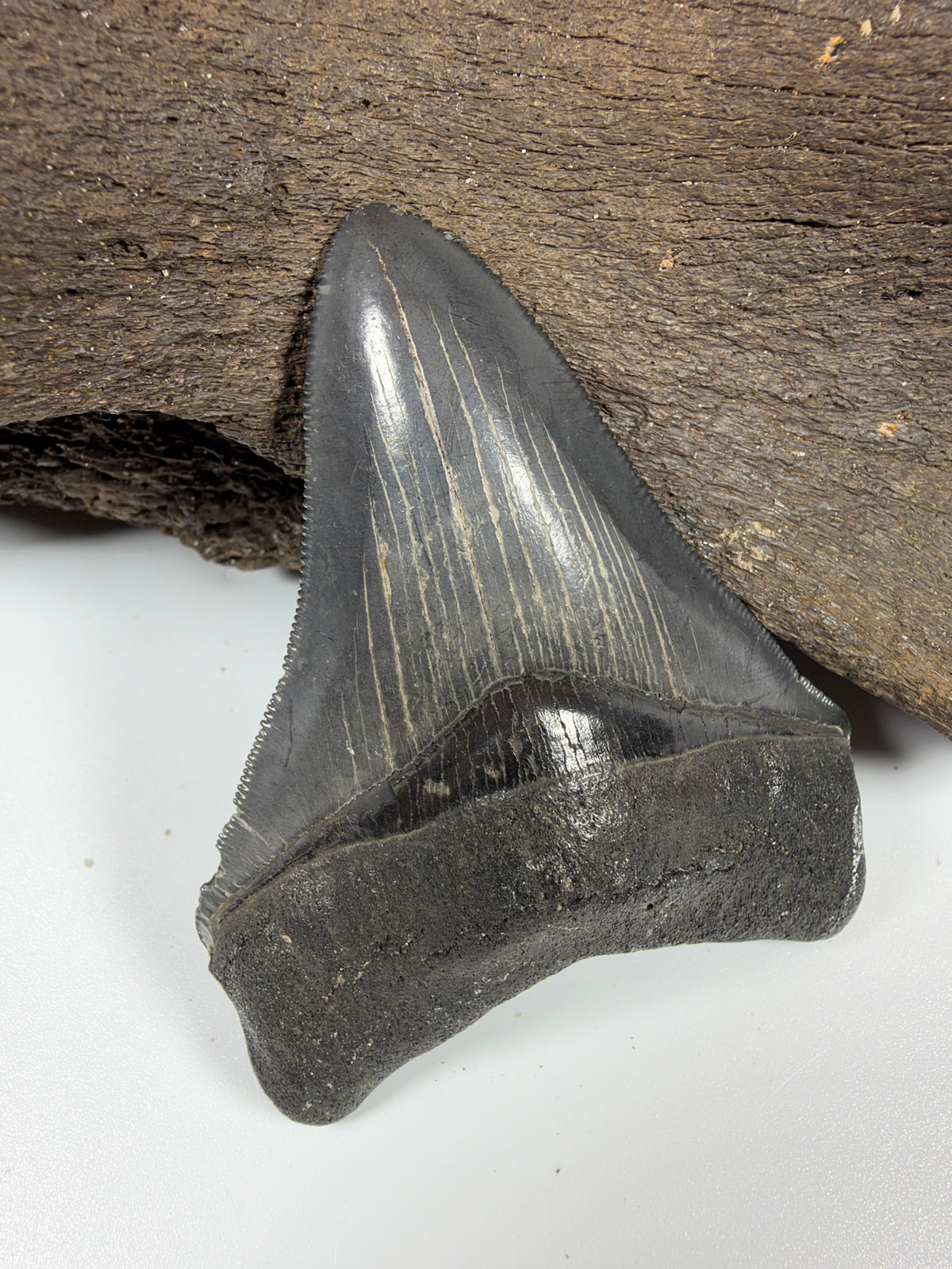 Glossy black megalodon tooth front view, Peace River Florida fossil - EDI-36