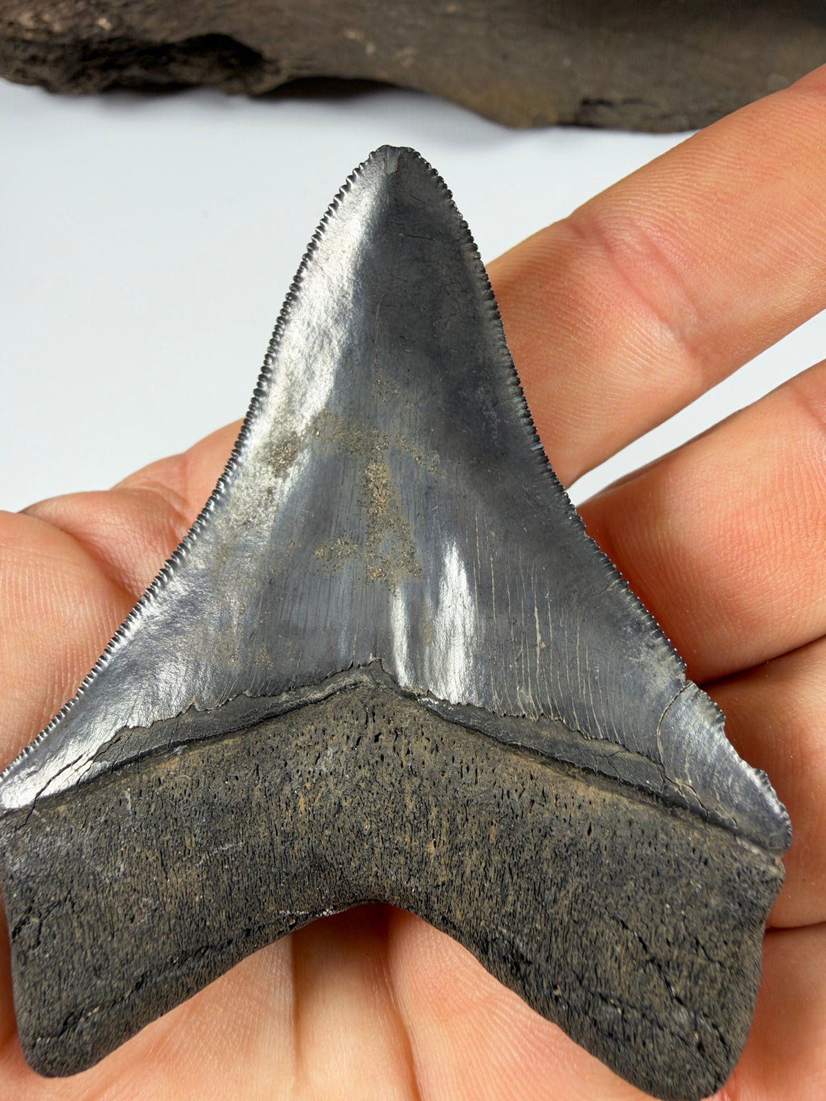Back of high quality megalodon tooth held in hand - EDI-36