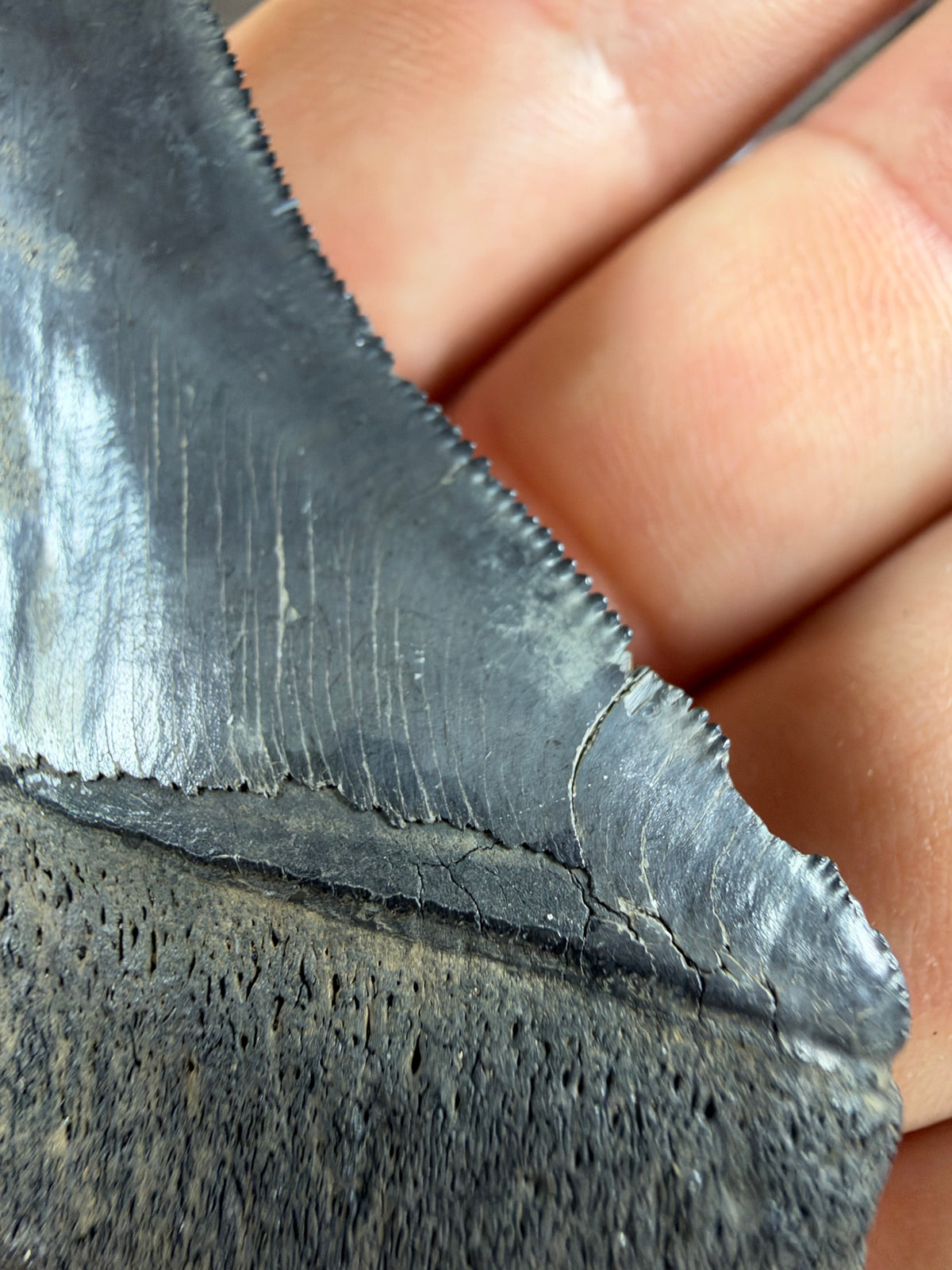 Serration detail on megalodon tooth edge - EDI-36