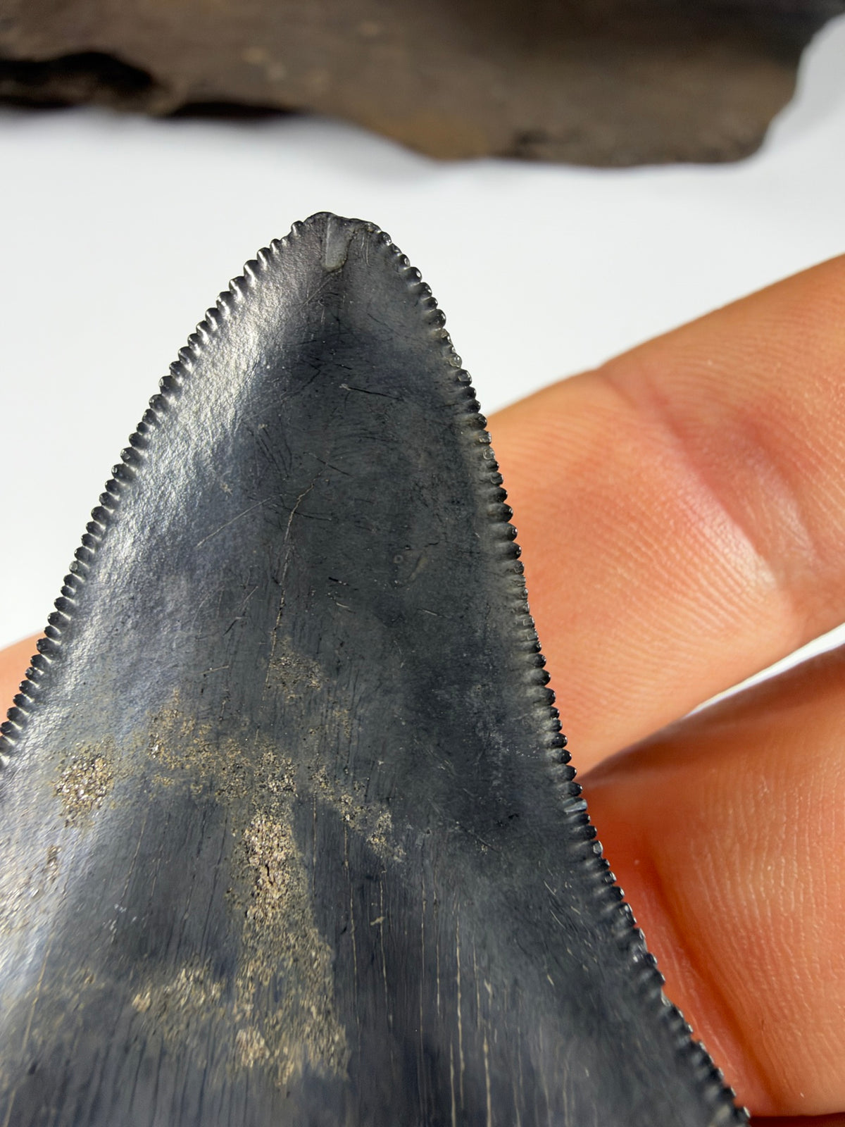 Tip detail of megalodon tooth showing minor wear - EDI-36