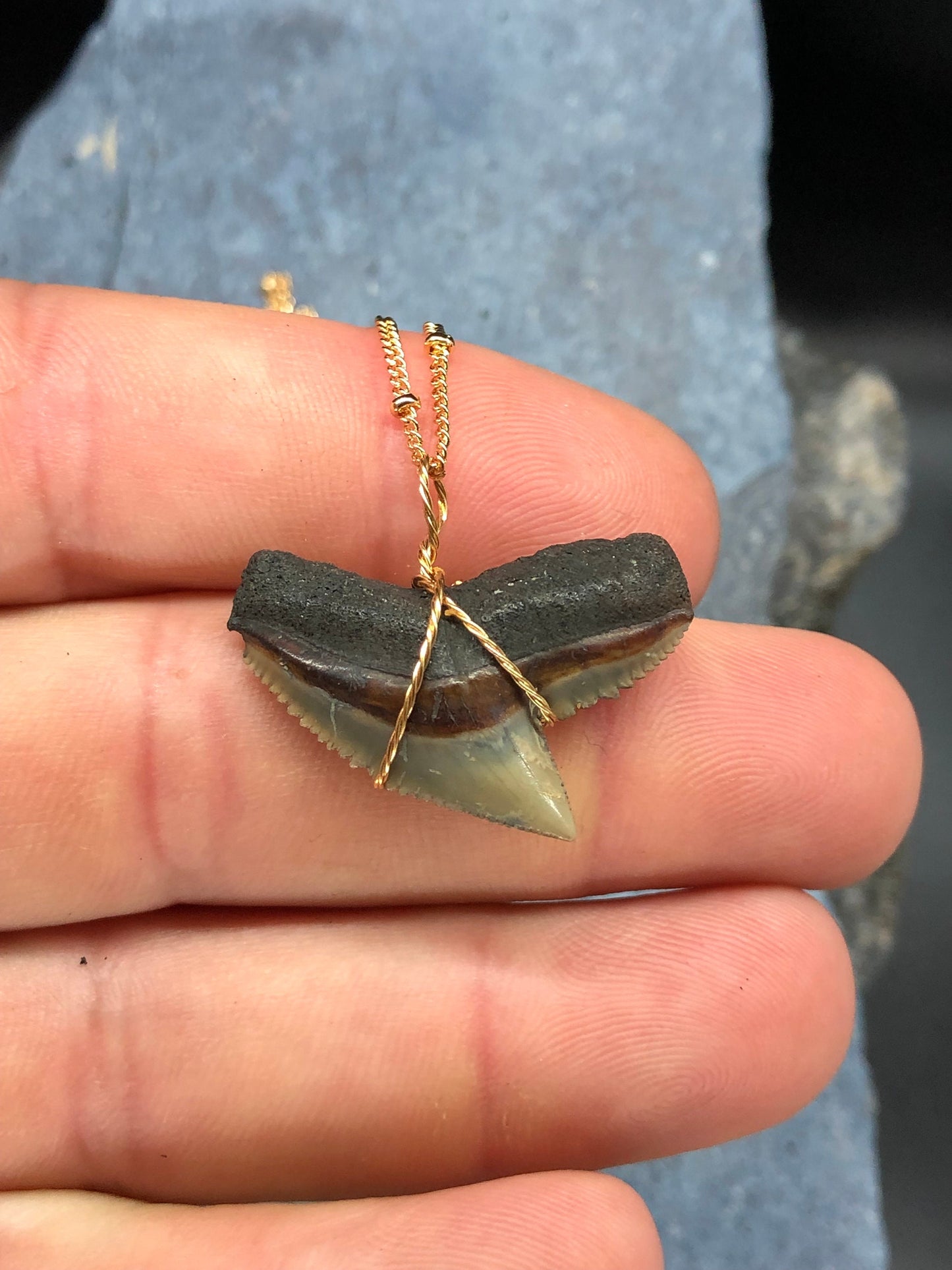 Tiger Shark Necklace, Shark Tooth Necklace, Fossil Shark Tooth Necklace
