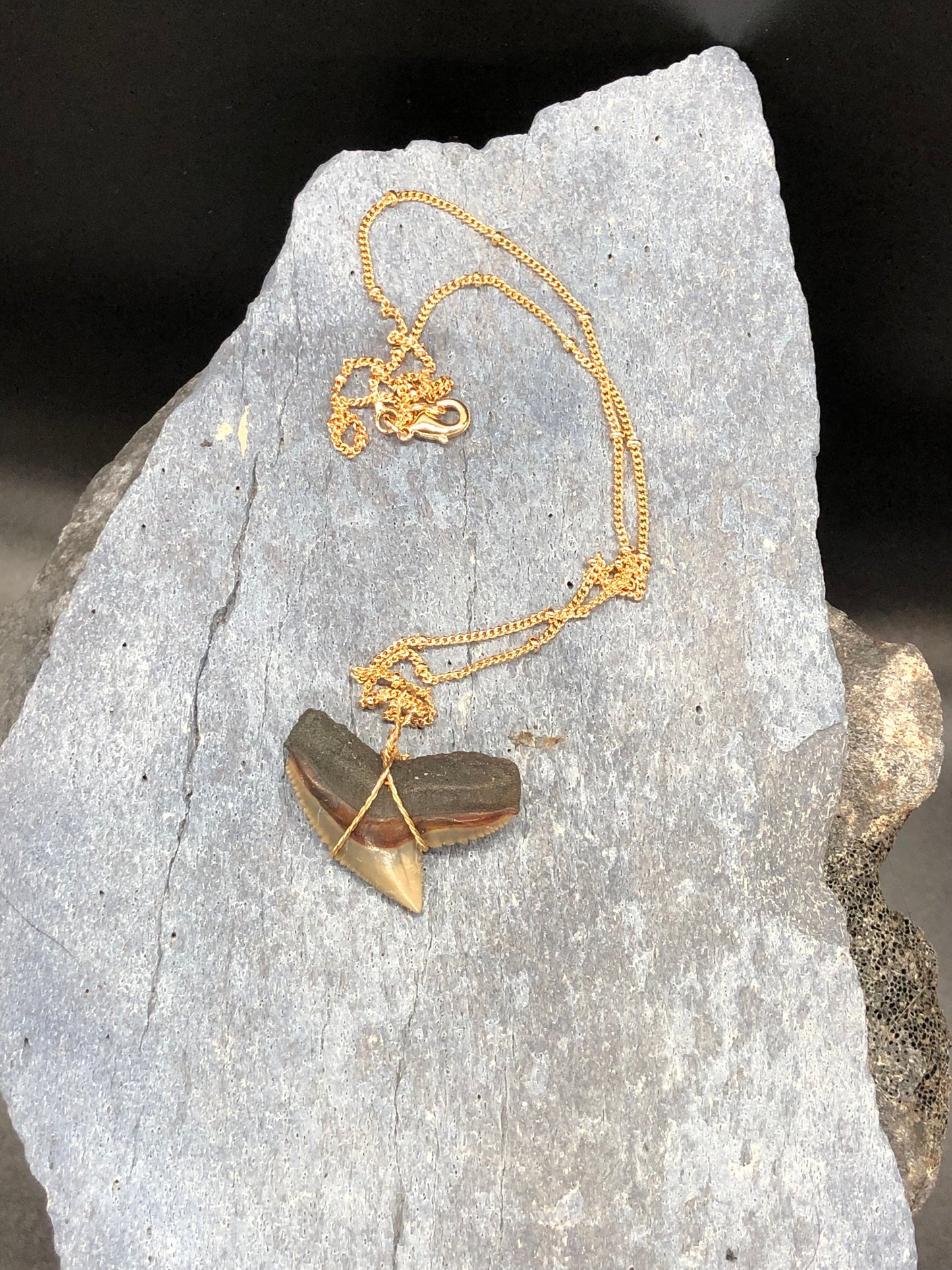 Tiger Shark Necklace, Shark Tooth Necklace, Fossil Shark Tooth Necklace