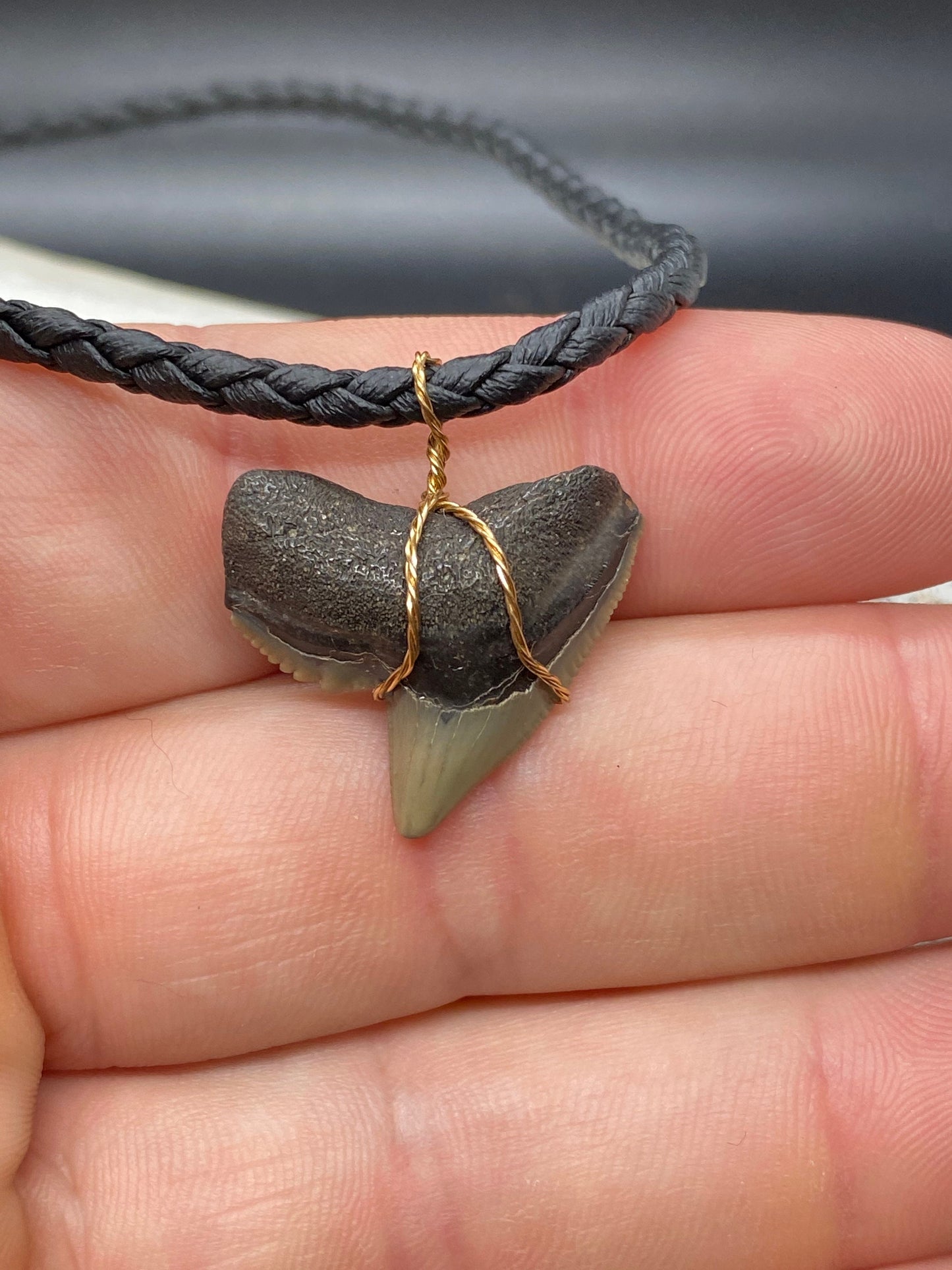 Tiger Shark Necklace, Shark Tooth Necklace, Fossil Shark Tooth Necklace
