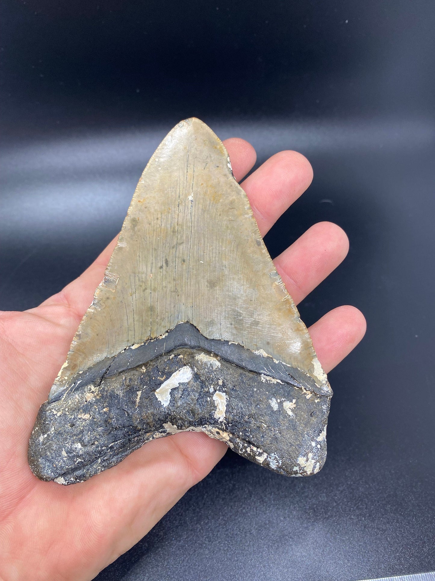 Megalodon Tooth,  Shark Tooth,  100% Authentic