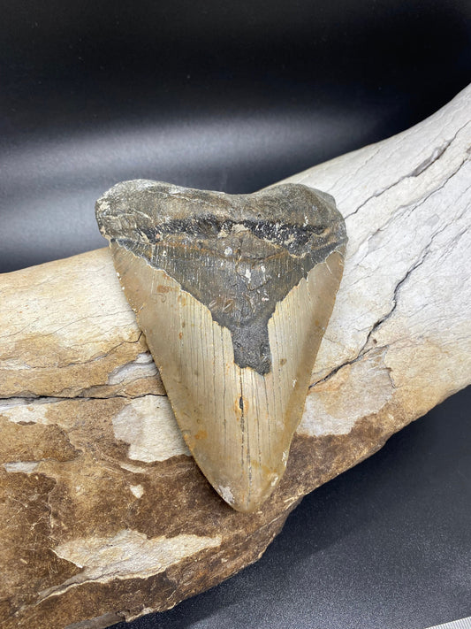 Megalodon Tooth,  Shark Tooth,  100% Authentic