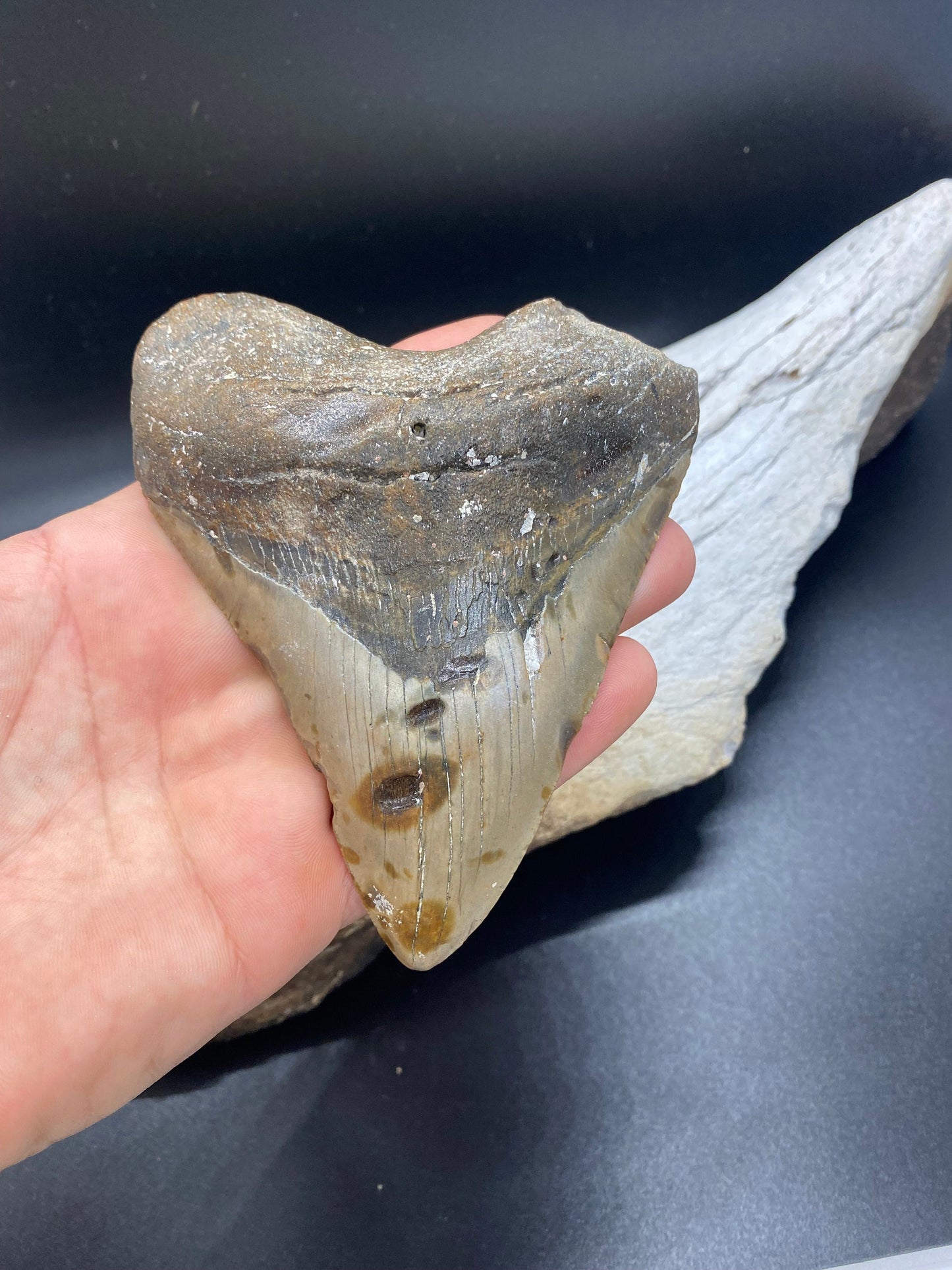 Megalodon Tooth,  Shark Tooth,  100% Authentic