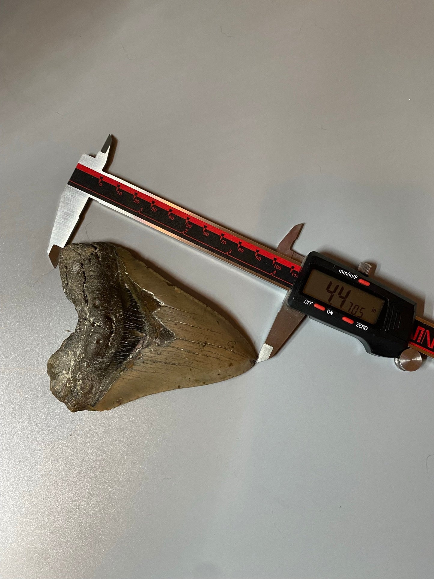 Megalodon Tooth,  Shark Tooth,  100% Authentic