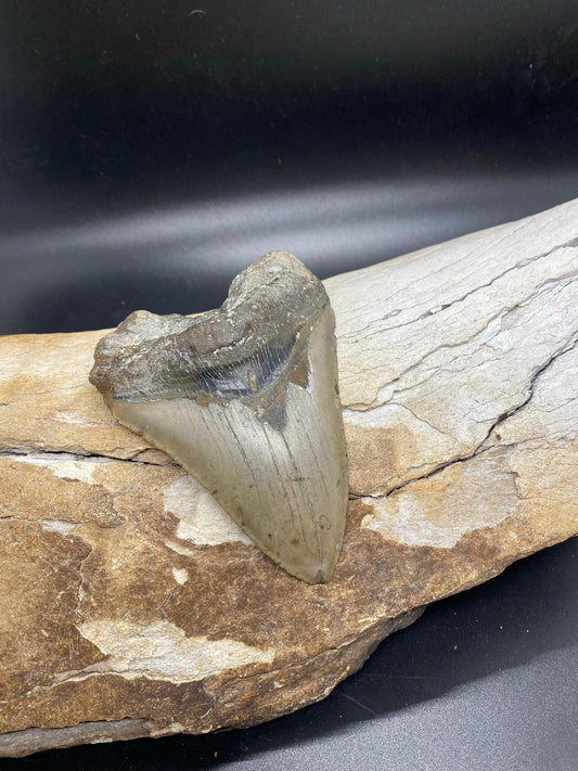 Megalodon Tooth,  Shark Tooth,  100% Authentic