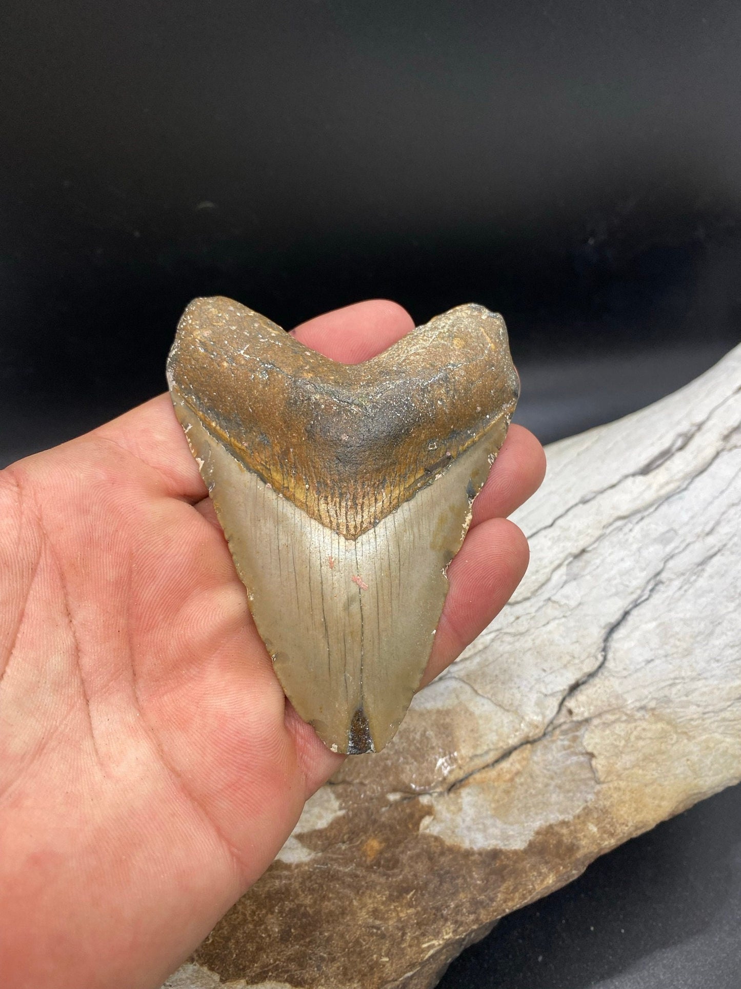 Megalodon Tooth,  Shark Tooth,  100% Authentic