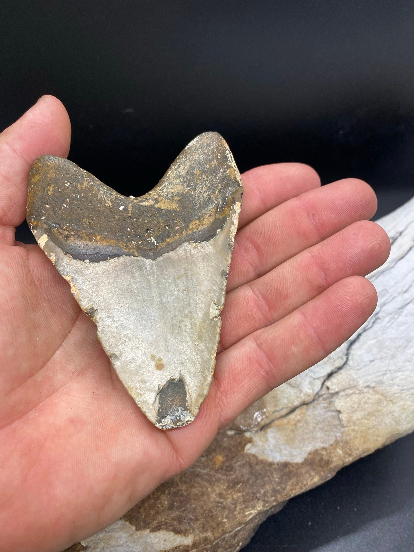 Megalodon Tooth,  Shark Tooth,  100% Authentic
