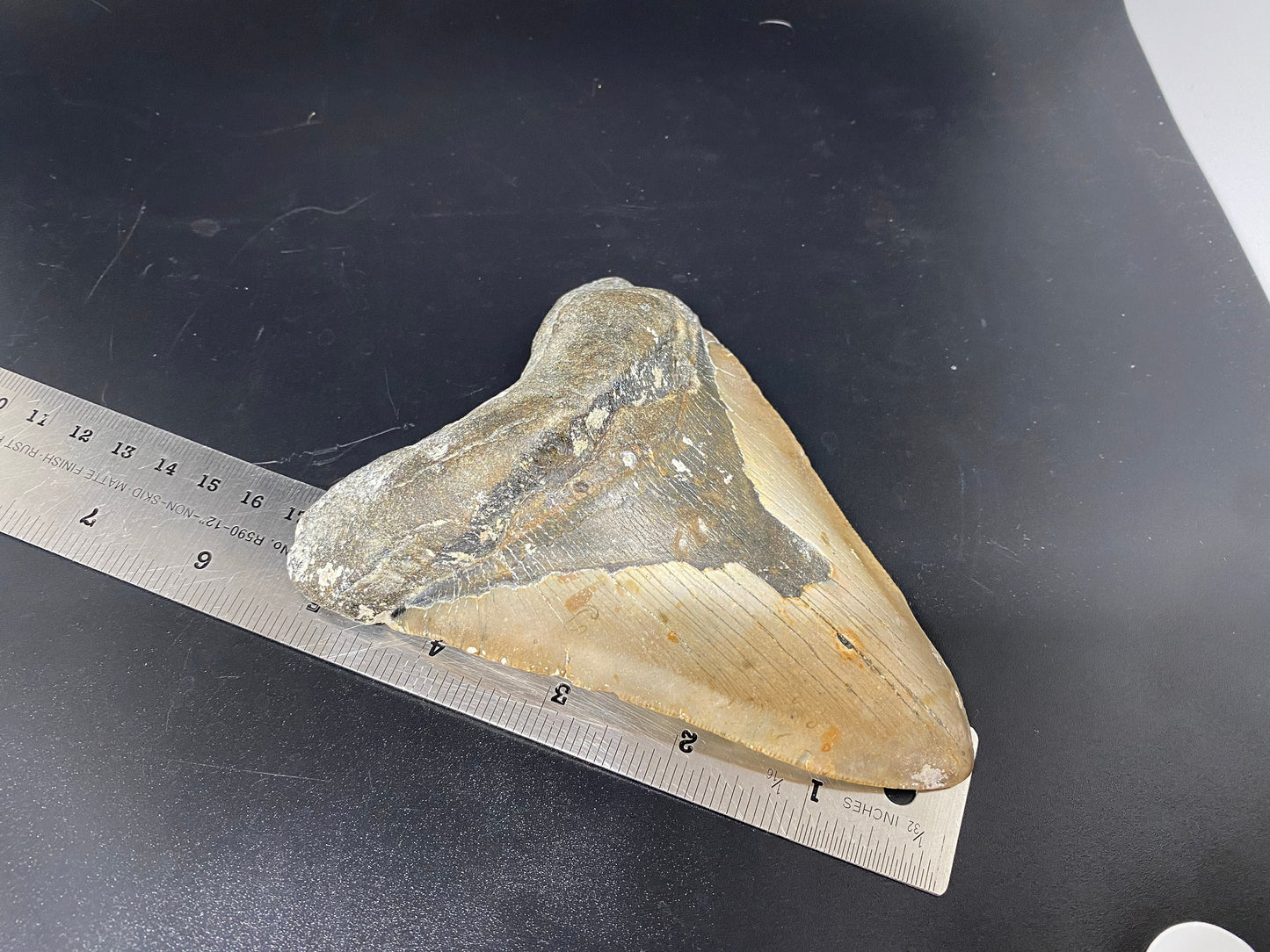 Megalodon Tooth,  Shark Tooth,  100% Authentic