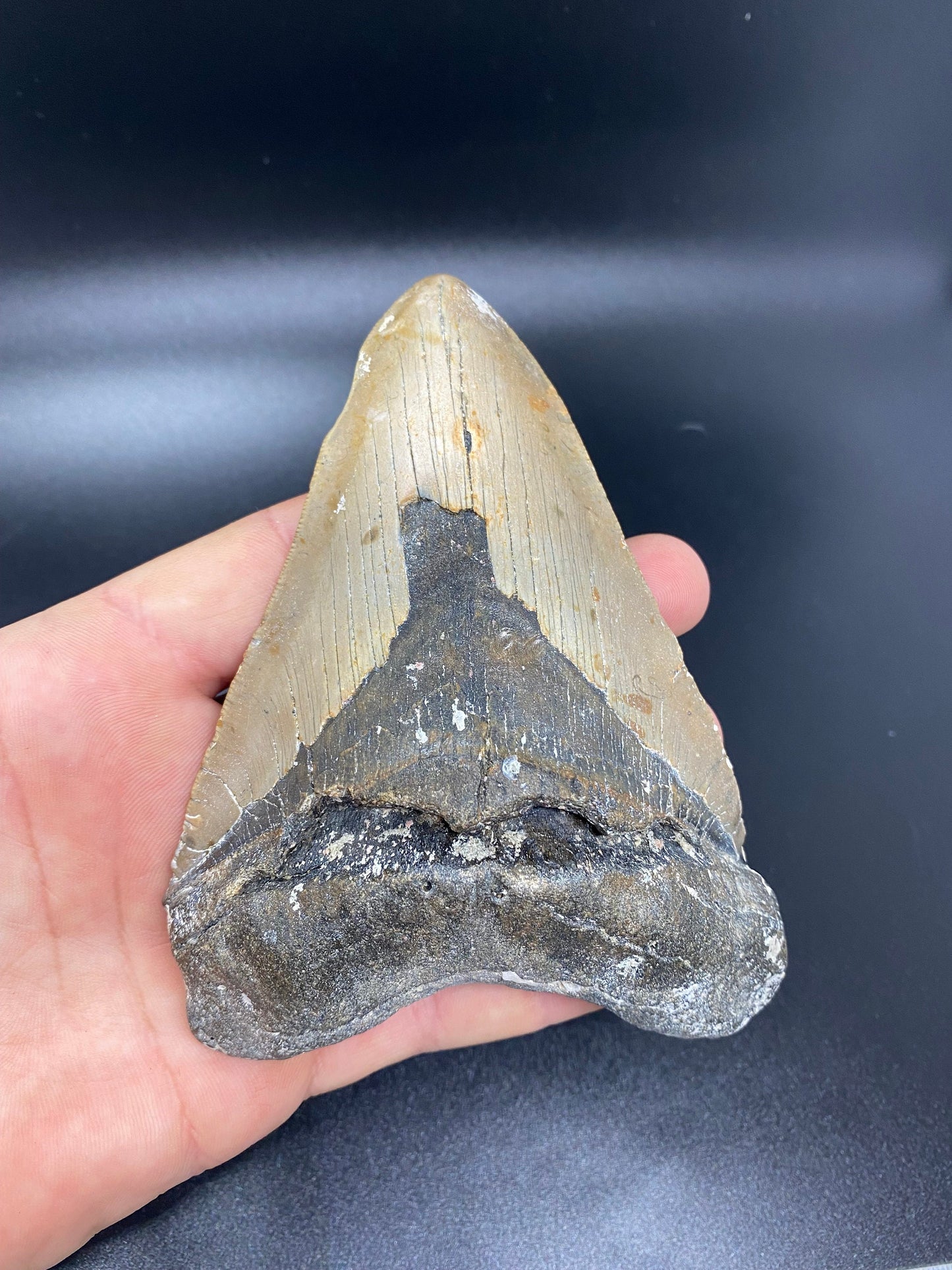 Megalodon Tooth,  Shark Tooth,  100% Authentic