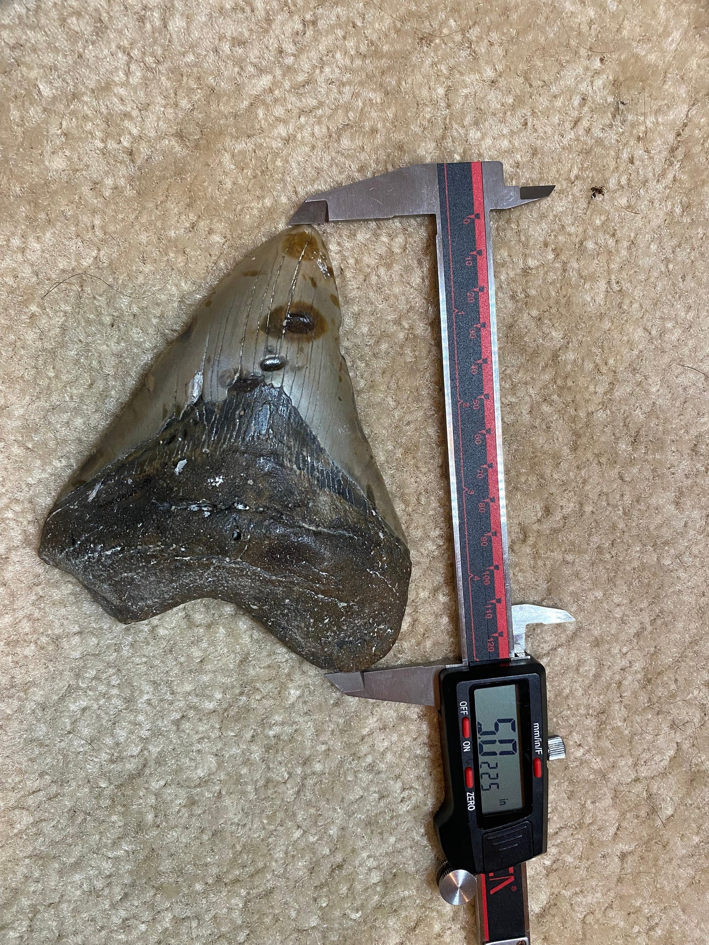 Megalodon Tooth,  Shark Tooth,  100% Authentic