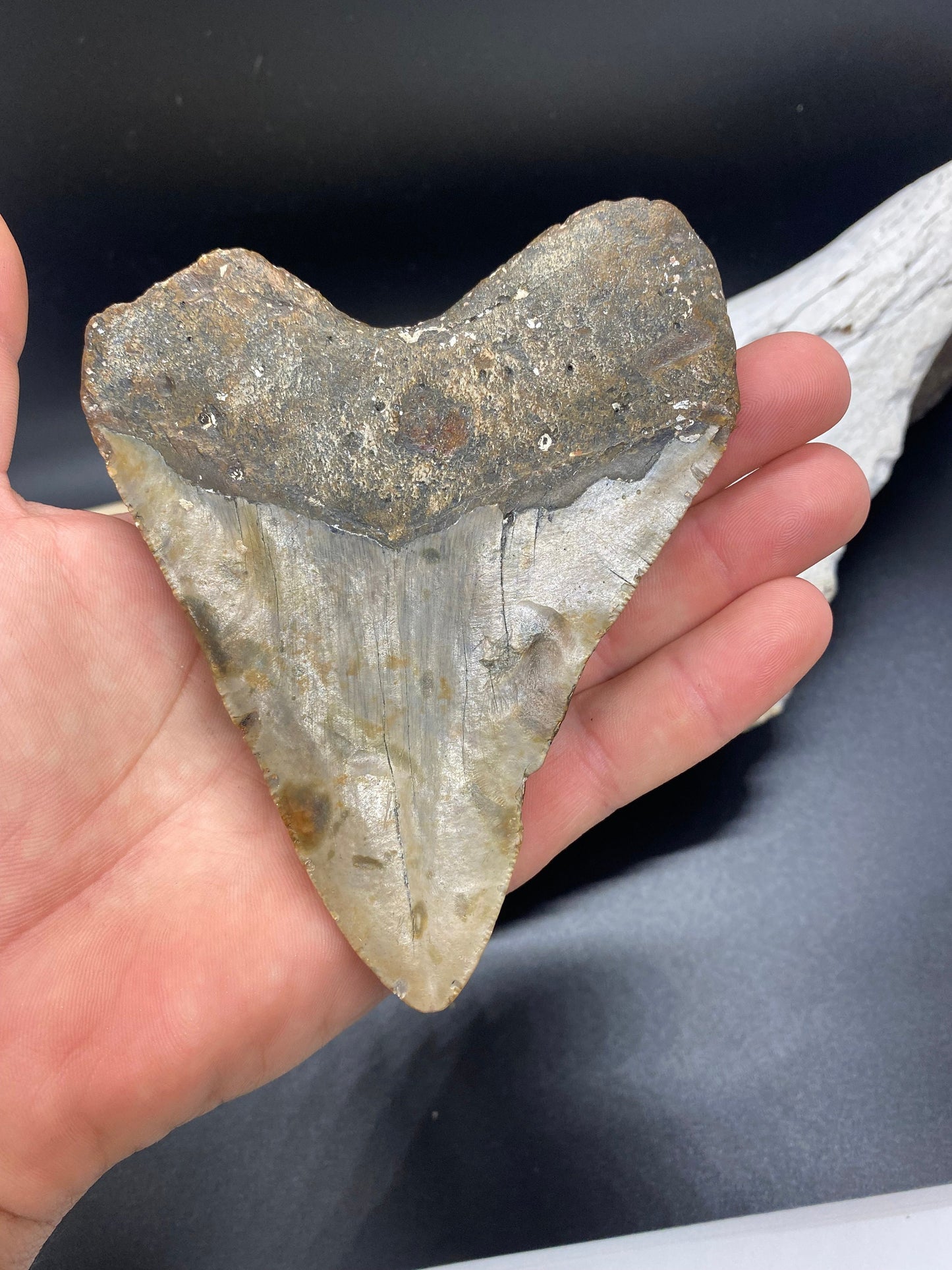 Megalodon Tooth,  Shark Tooth,  100% Authentic