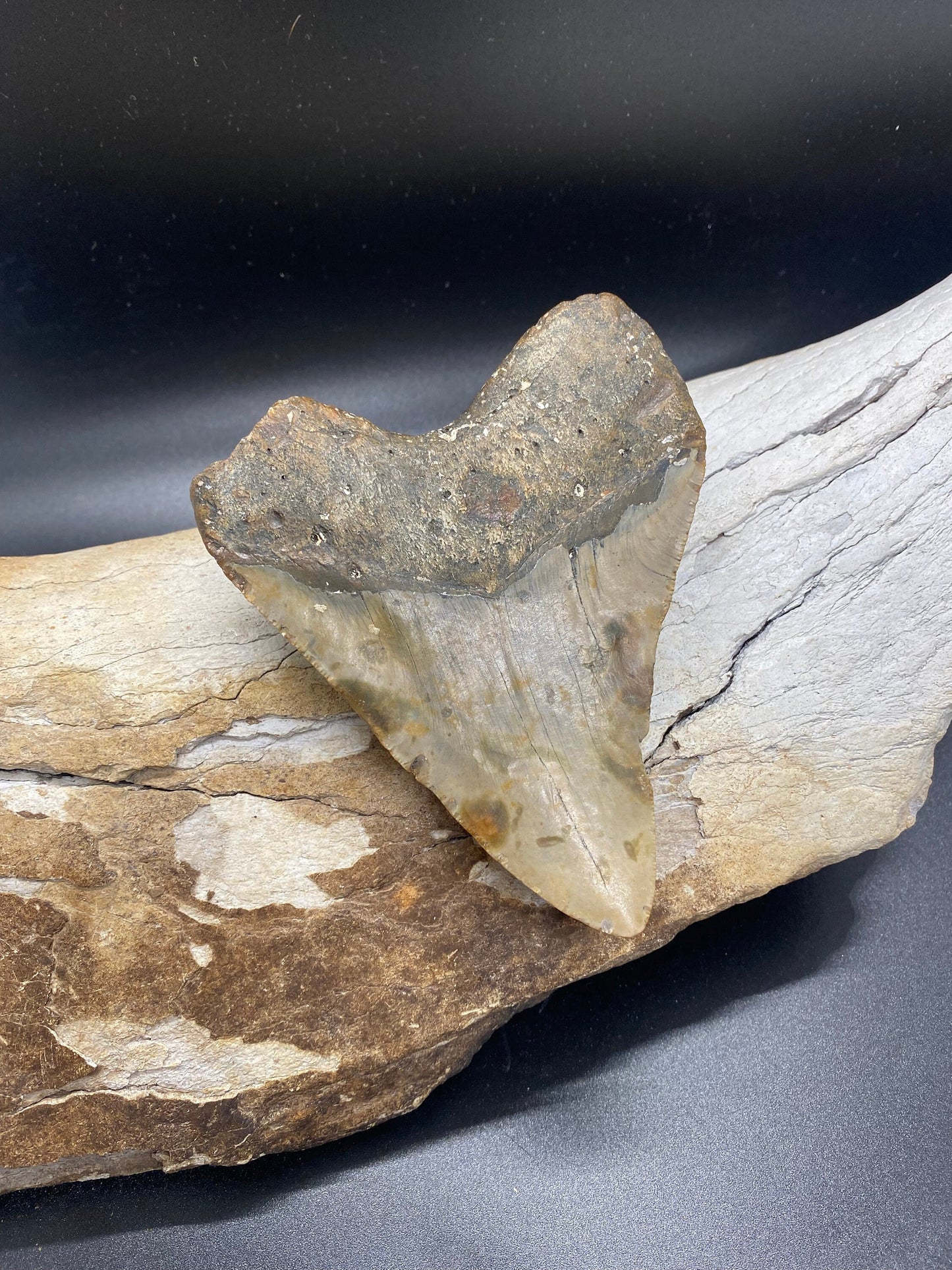 Megalodon Tooth,  Shark Tooth,  100% Authentic