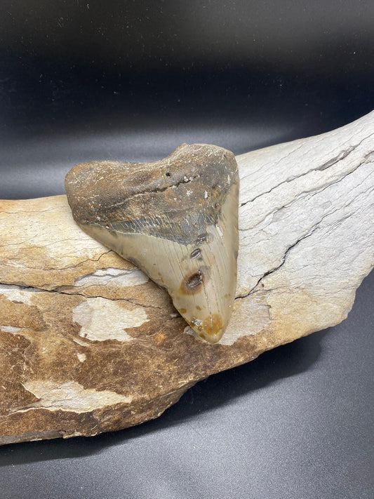 Megalodon Tooth,  Shark Tooth,  100% Authentic
