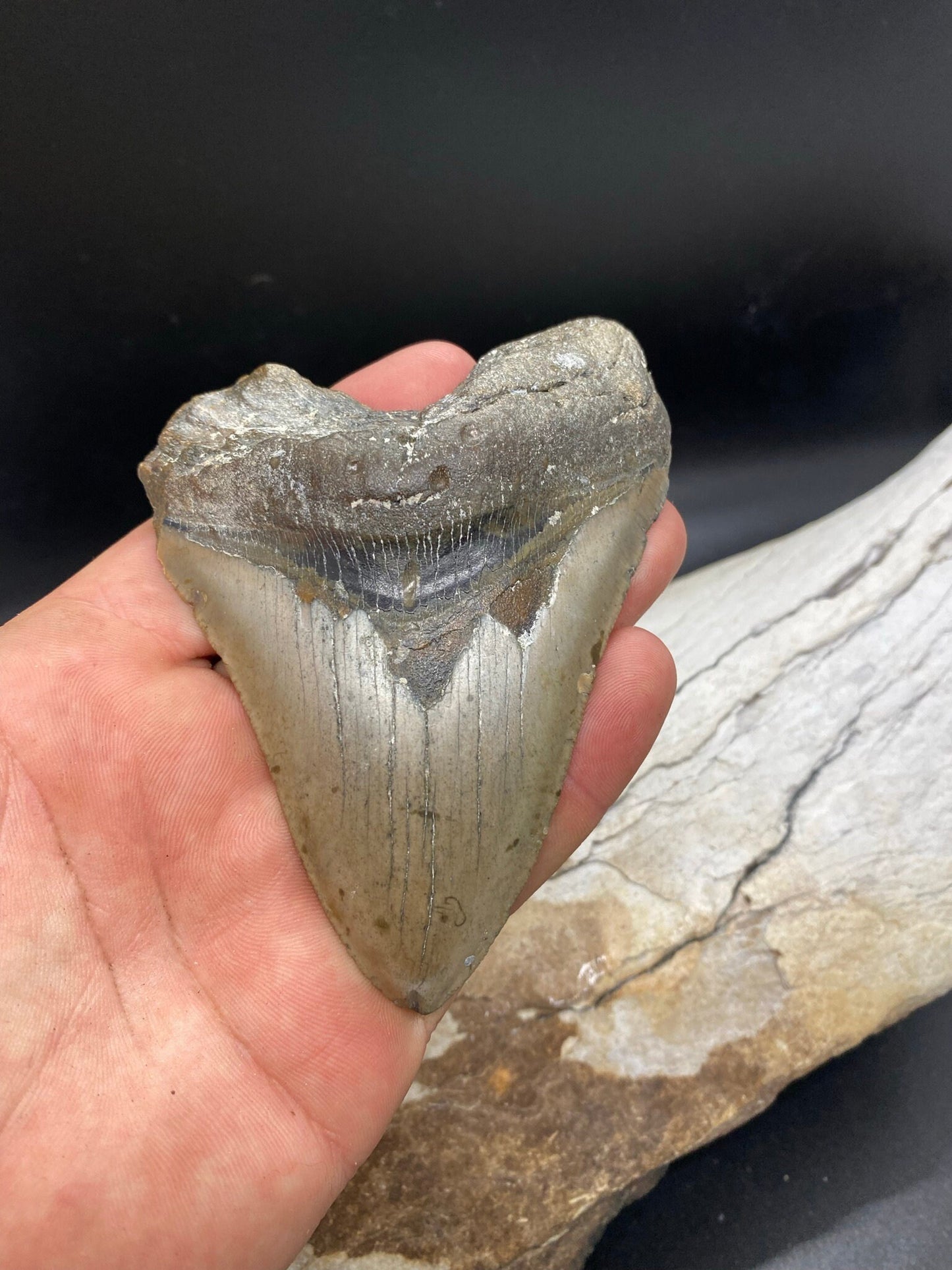 Megalodon Tooth,  Shark Tooth,  100% Authentic