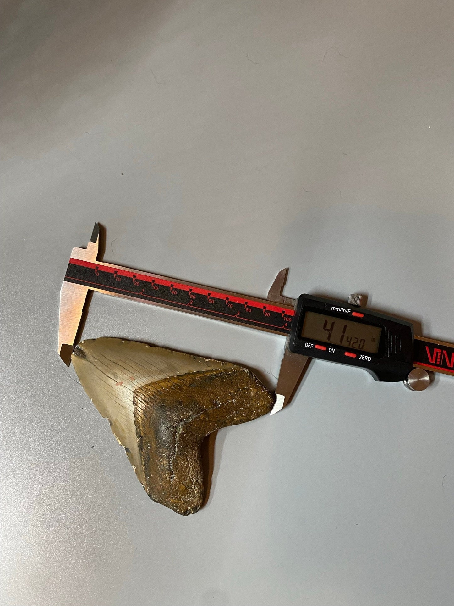 Megalodon Tooth,  Shark Tooth,  100% Authentic