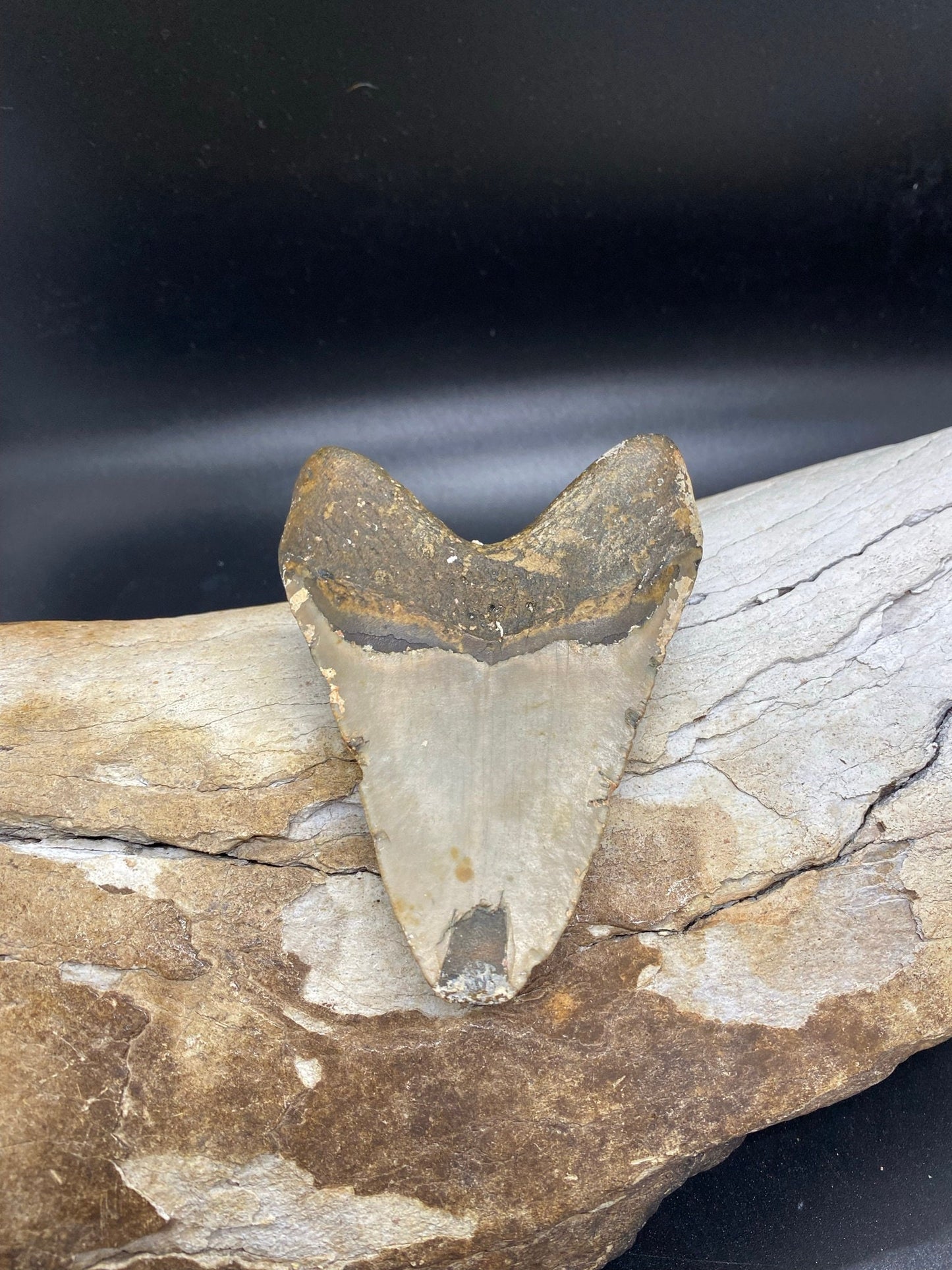 Megalodon Tooth,  Shark Tooth,  100% Authentic