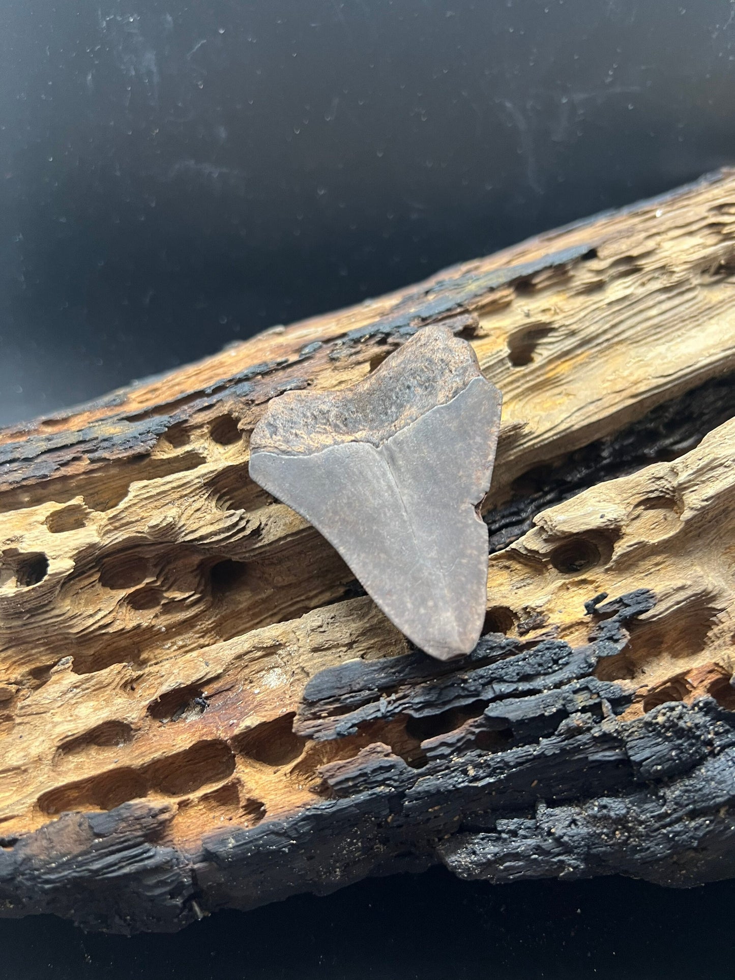 Genuine Megalodon Shark Tooth.  2.6 inches