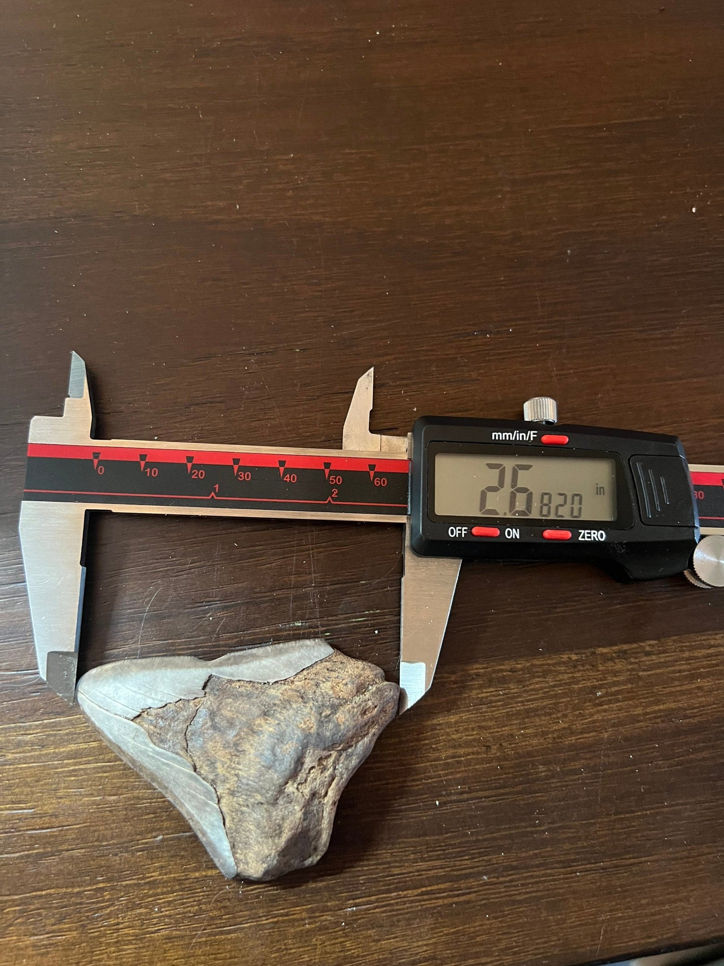 Genuine Megalodon Shark Tooth.  2.6 inches