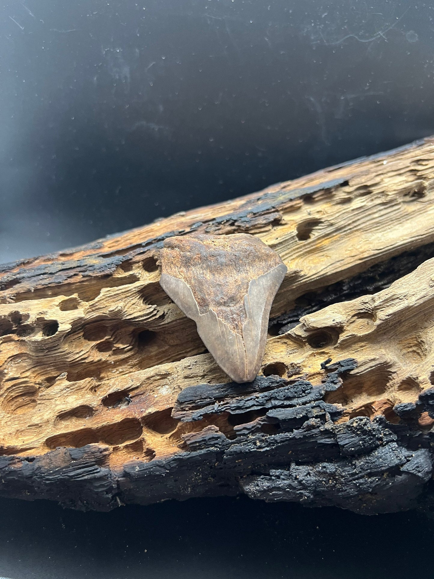 Genuine Megalodon Shark Tooth.  2.6 inches