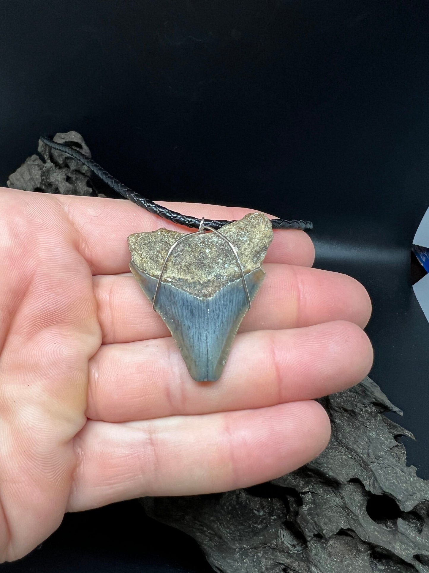 Juvenile Fossilized Megalodon Shark Tooth Necklace 1.8 inches