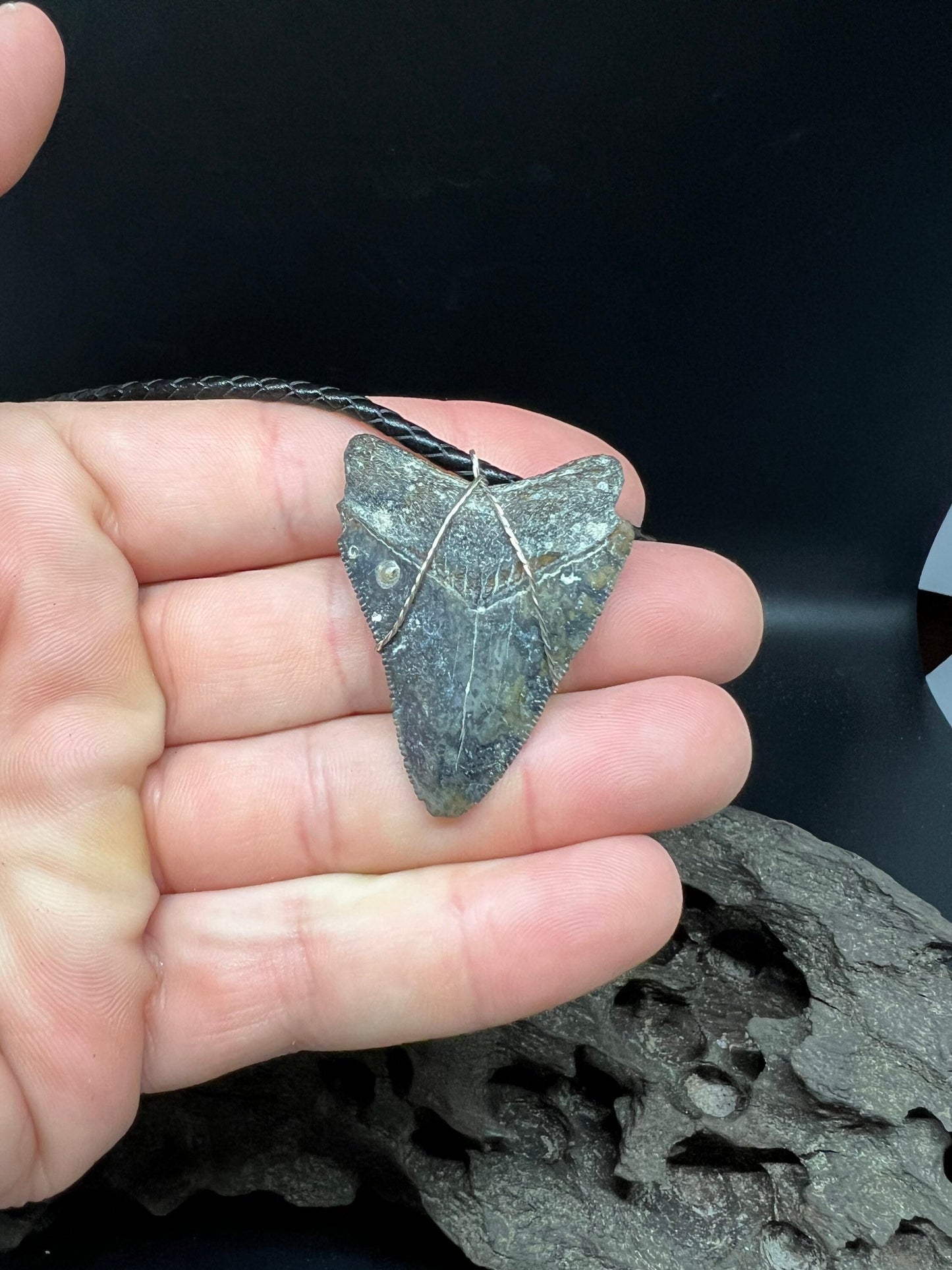 Juvenile Fossilized Megalodon Shark Tooth Necklace 1.8 inches