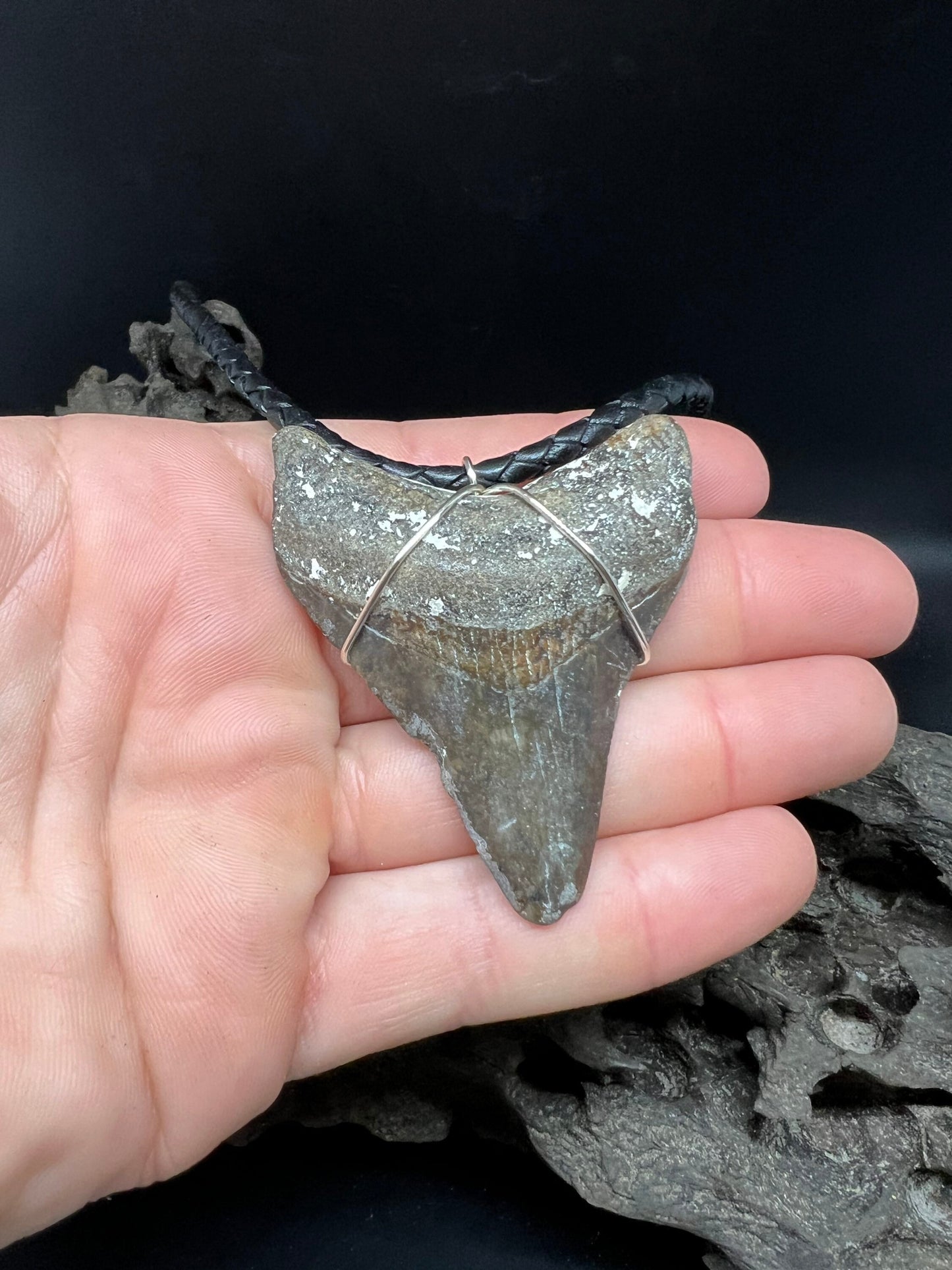 Fossilized Megalodon Shark Tooth Necklace 2.7 inches