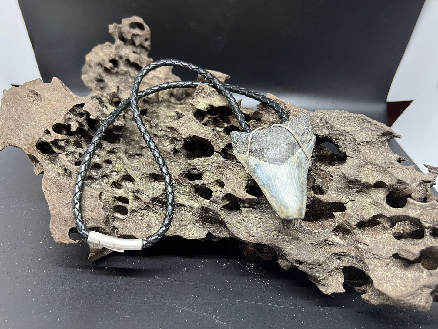 Fossilized Megalodon Shark Tooth Necklace 2.6 inches
