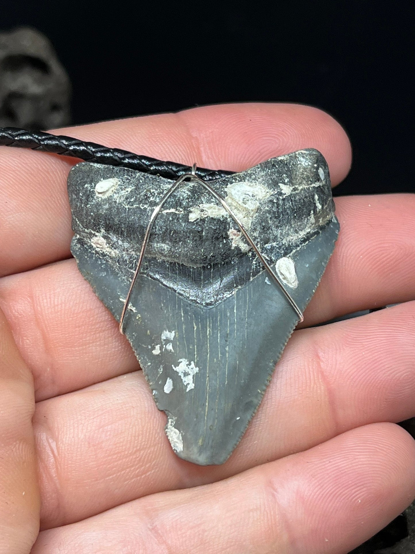 Fossilized Megalodon Shark Tooth Necklace 2.1 inches