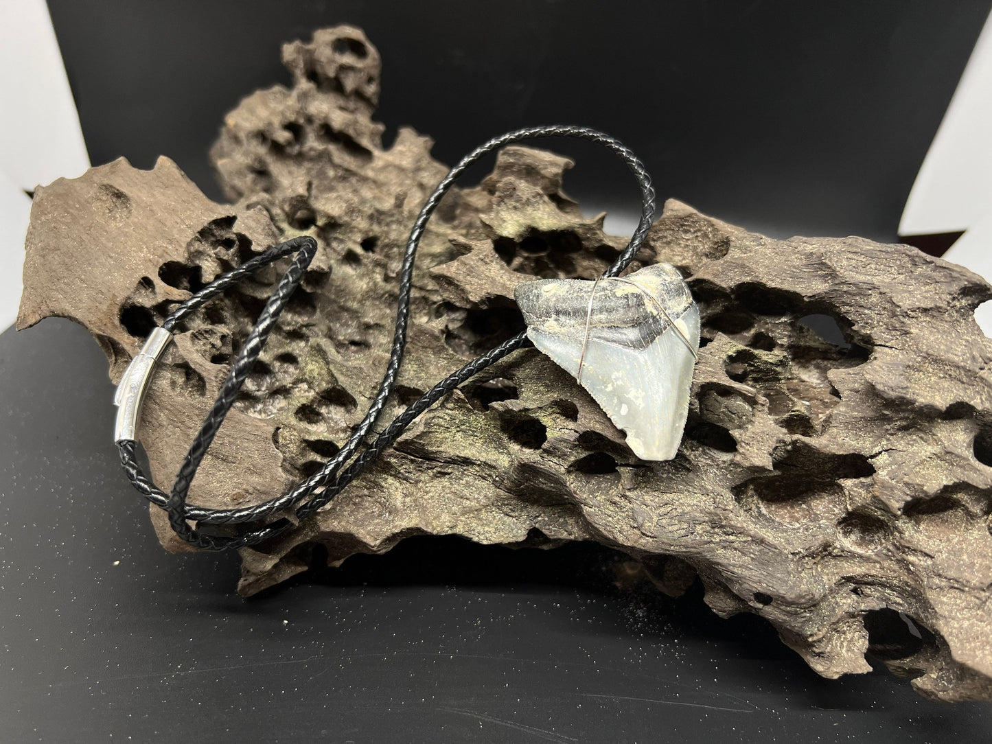 Fossilized Megalodon Shark Tooth Necklace 2.1 inches