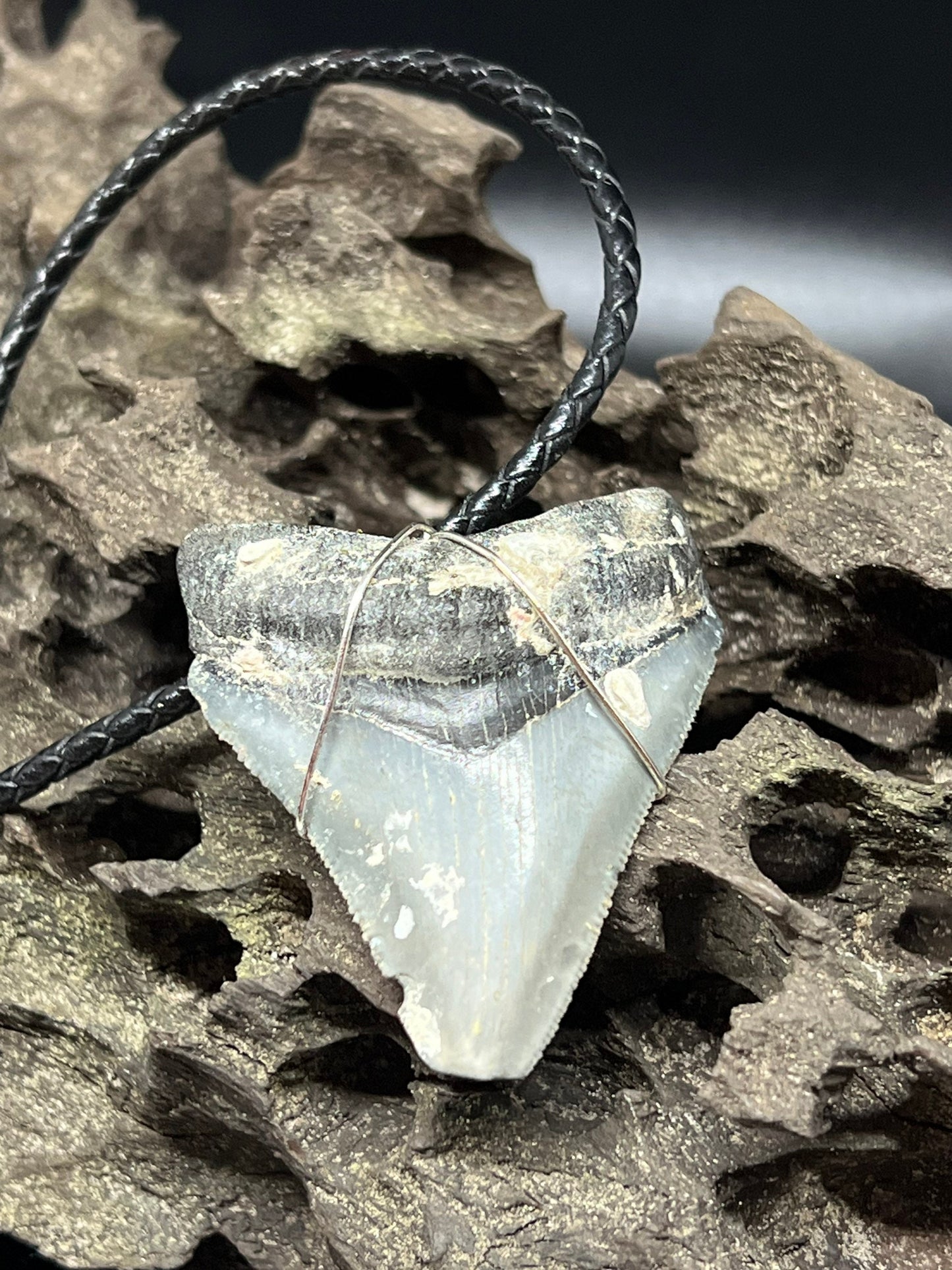 Fossilized Megalodon Shark Tooth Necklace 2.1 inches