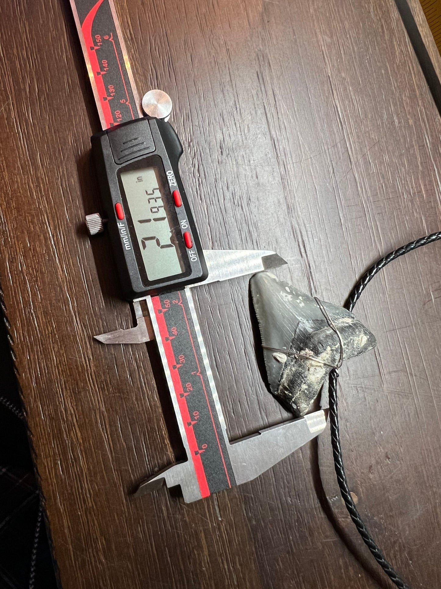 Fossilized Megalodon Shark Tooth Necklace 2.1 inches