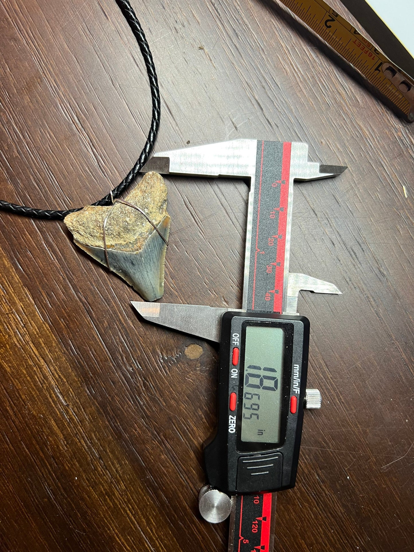 Juvenile Fossilized Megalodon Shark Tooth Necklace 1.8 inches