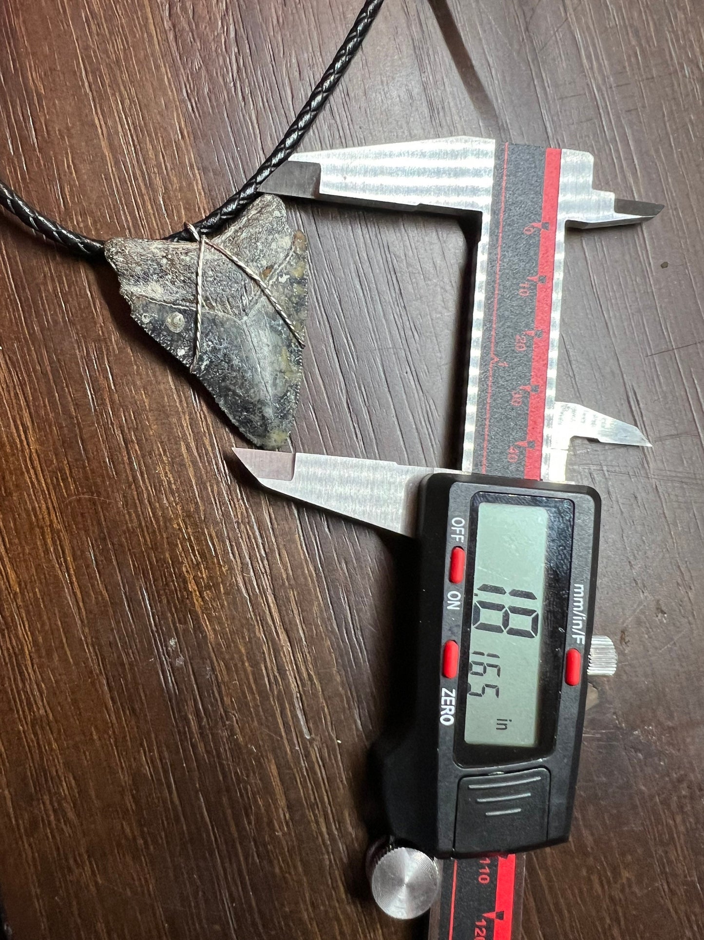 Juvenile Fossilized Megalodon Shark Tooth Necklace 1.8 inches