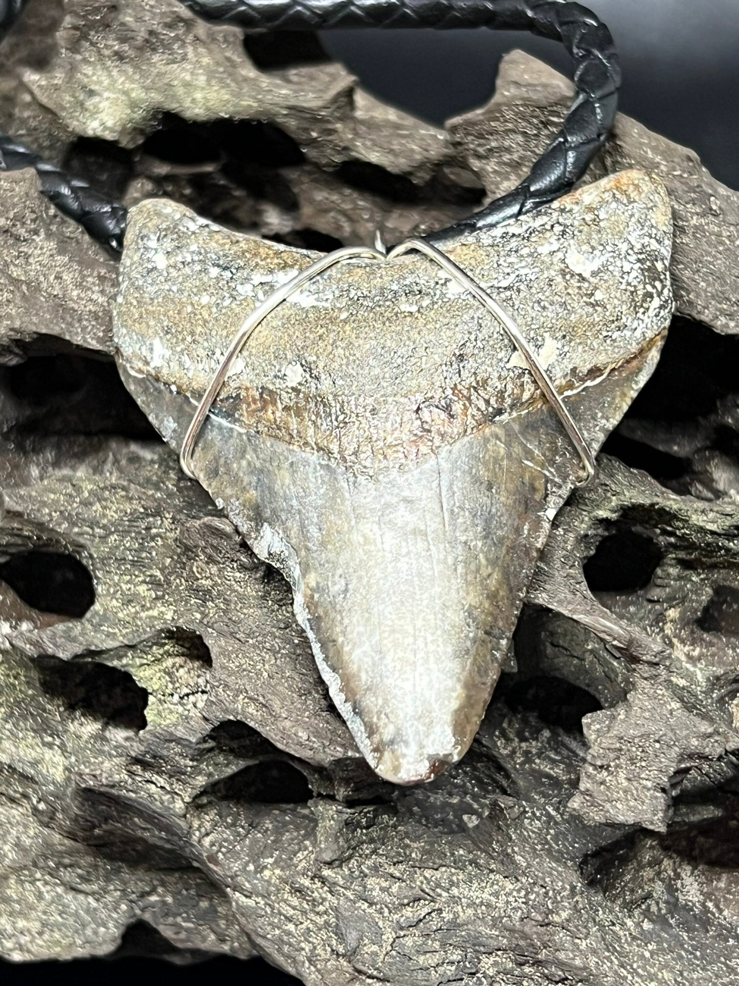 Fossilized Megalodon Shark Tooth Necklace 2.7 inches